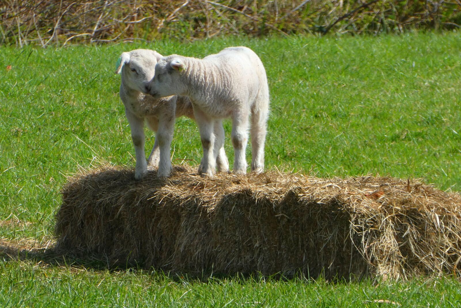 Panasonic Lumix DC-ZS70 (Lumix DC-TZ90) sample photo. Lambs, spring, pasture photography
