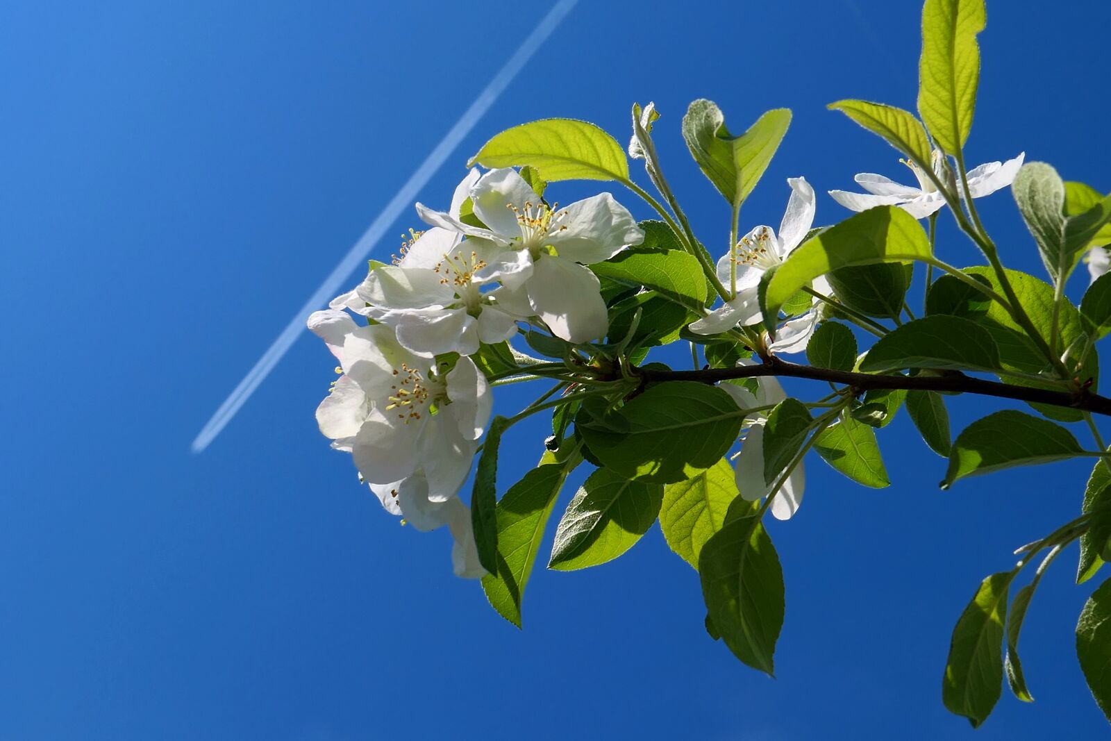 Panasonic Lumix DMC-LX10 (Lumix DMC-LX15) sample photo. Plant, nature, blossom photography