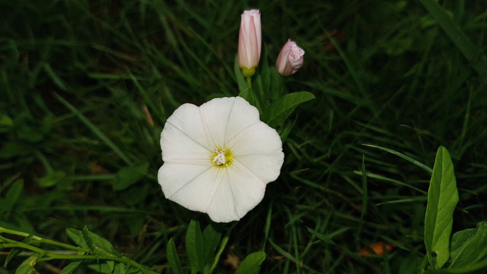 Samsung Galaxy S8+ sample photo. Flower, white, small photography