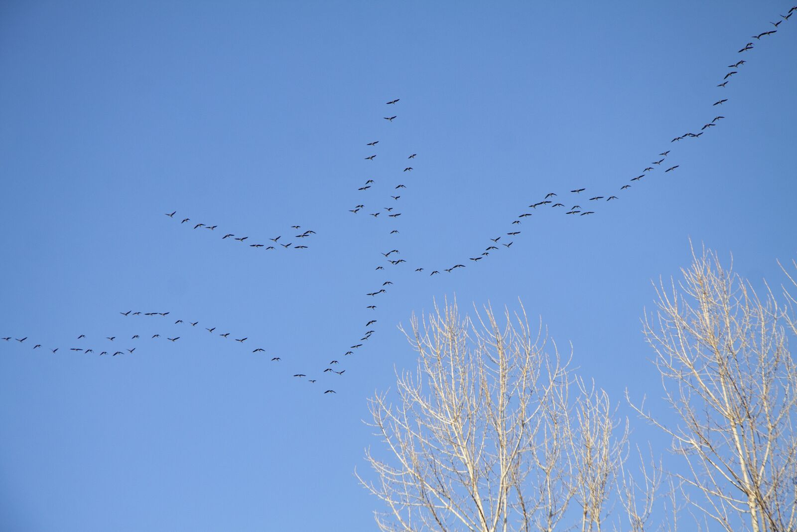 Canon EF-S 17-85mm F4-5.6 IS USM sample photo. Key, birds, spring photography