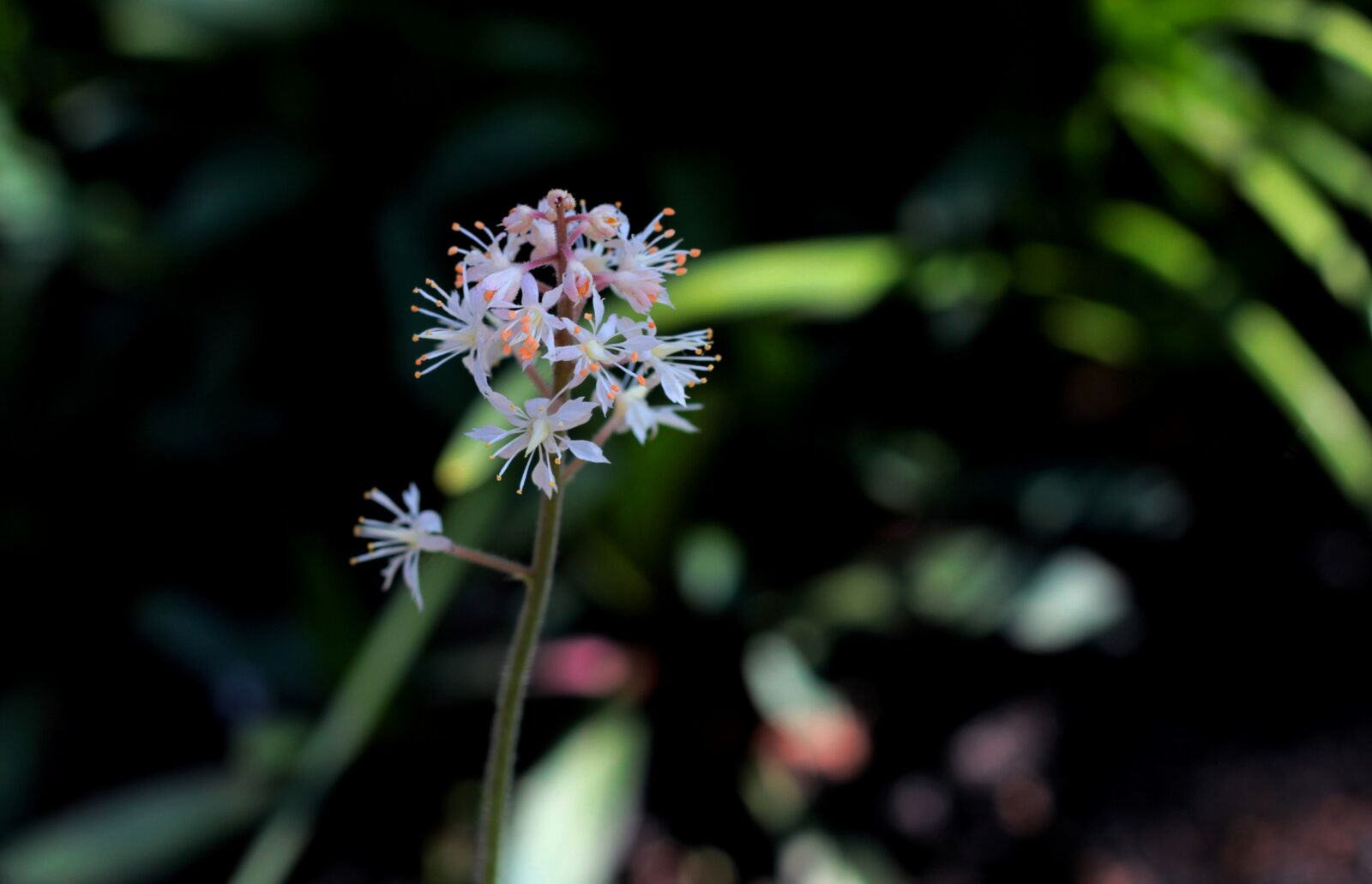 Canon EOS 600D (Rebel EOS T3i / EOS Kiss X5) + Canon EF 50mm F1.8 STM sample photo. Saxifraga, out, garden plant photography