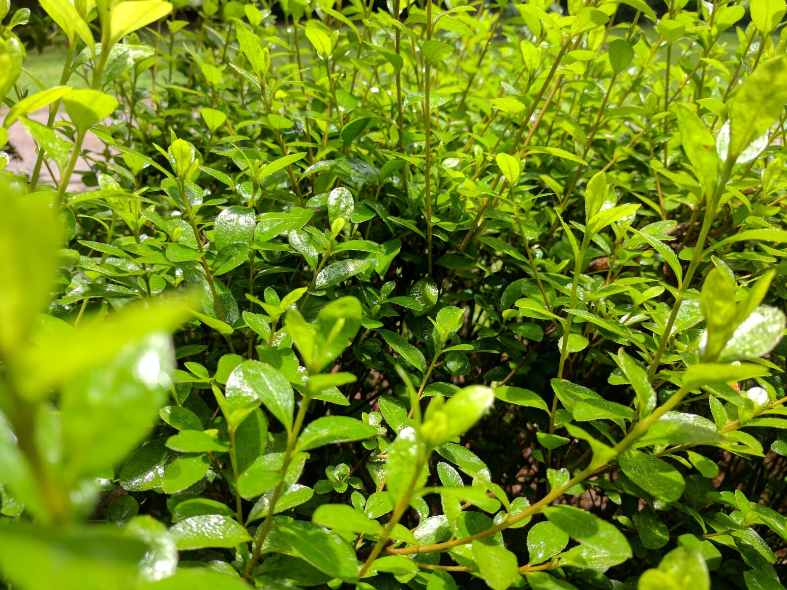 Google Pixel XL sample photo. Bush, nature, plant photography