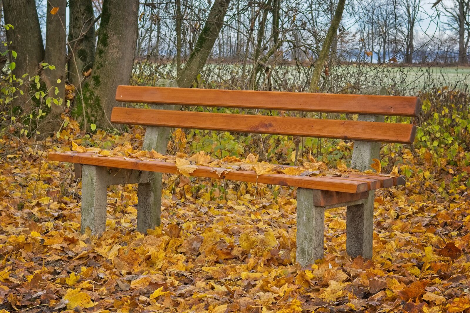 Nikon D7100 sample photo. Bench, seat, autumn photography