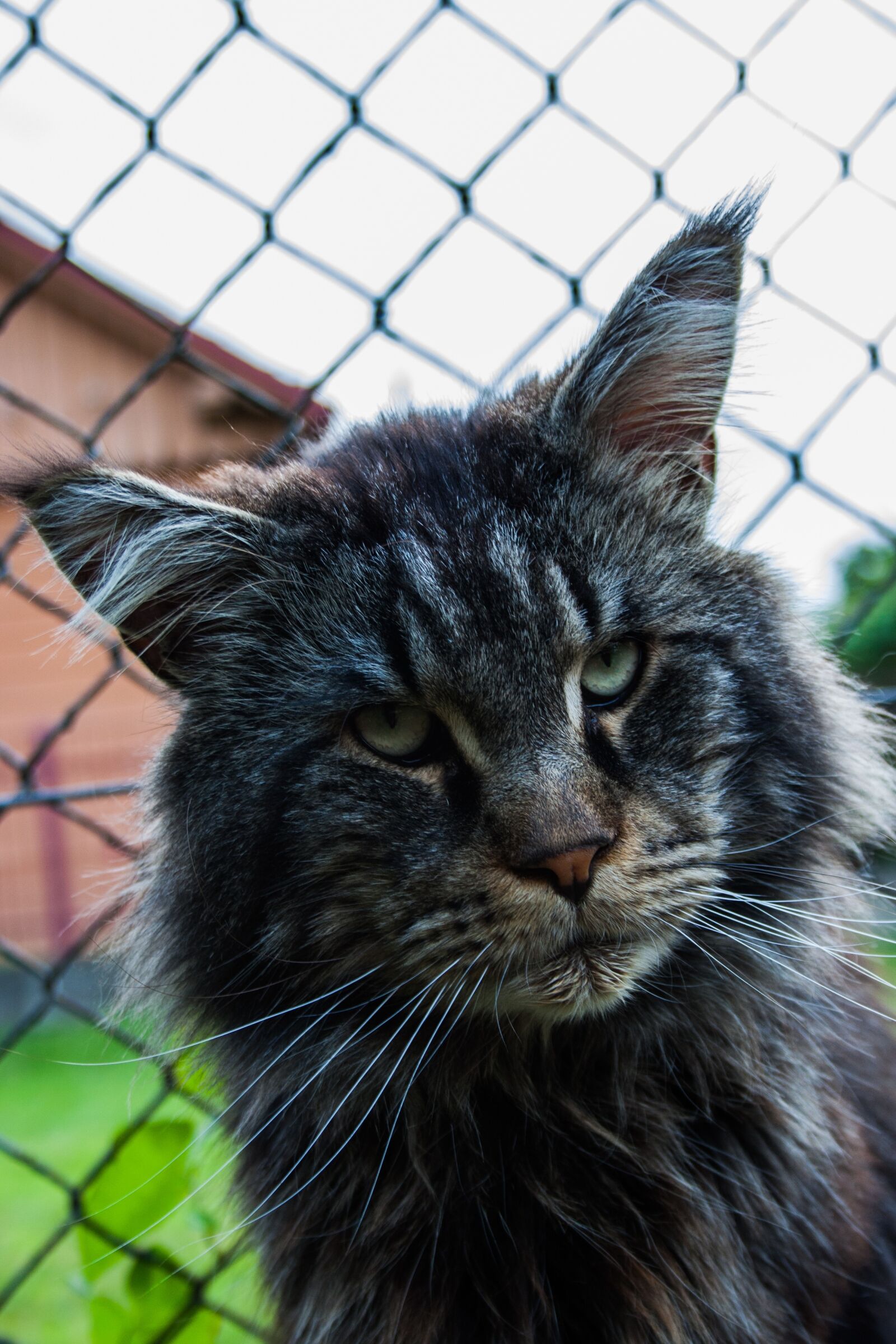 Canon EF-S 18-55mm F3.5-5.6 II sample photo. Cat, maine coon, domestic photography