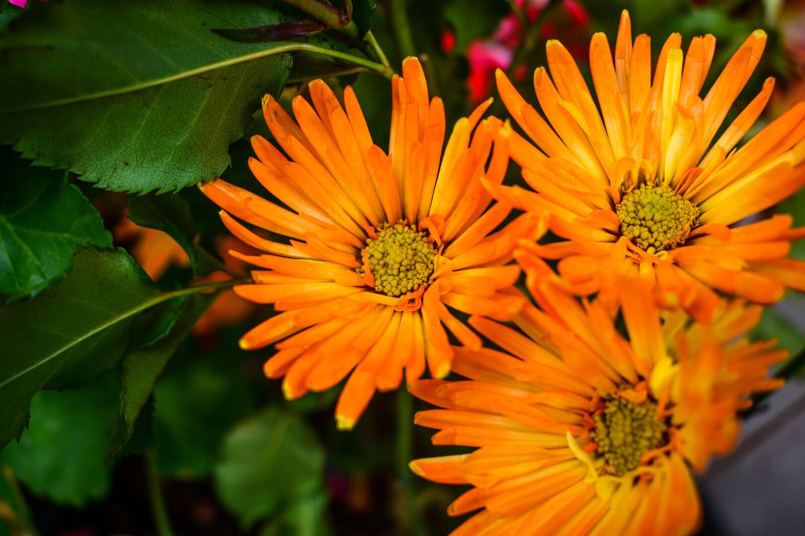 Nikon D3400 sample photo. Flower, nature, plant photography