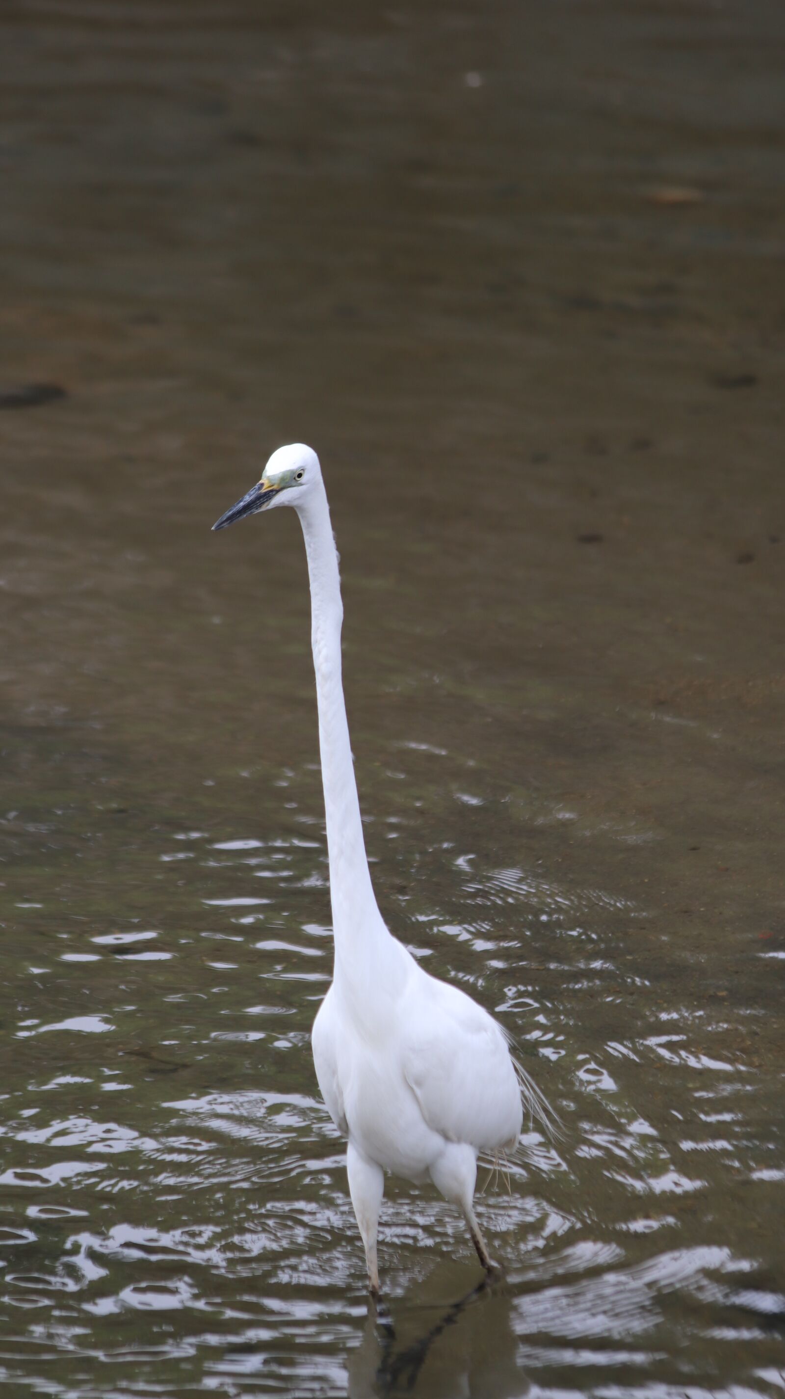 Canon EOS 77D (EOS 9000D / EOS 770D) + Canon EF 70-300mm F4-5.6 IS USM sample photo. Egret, cowhide bag with photography