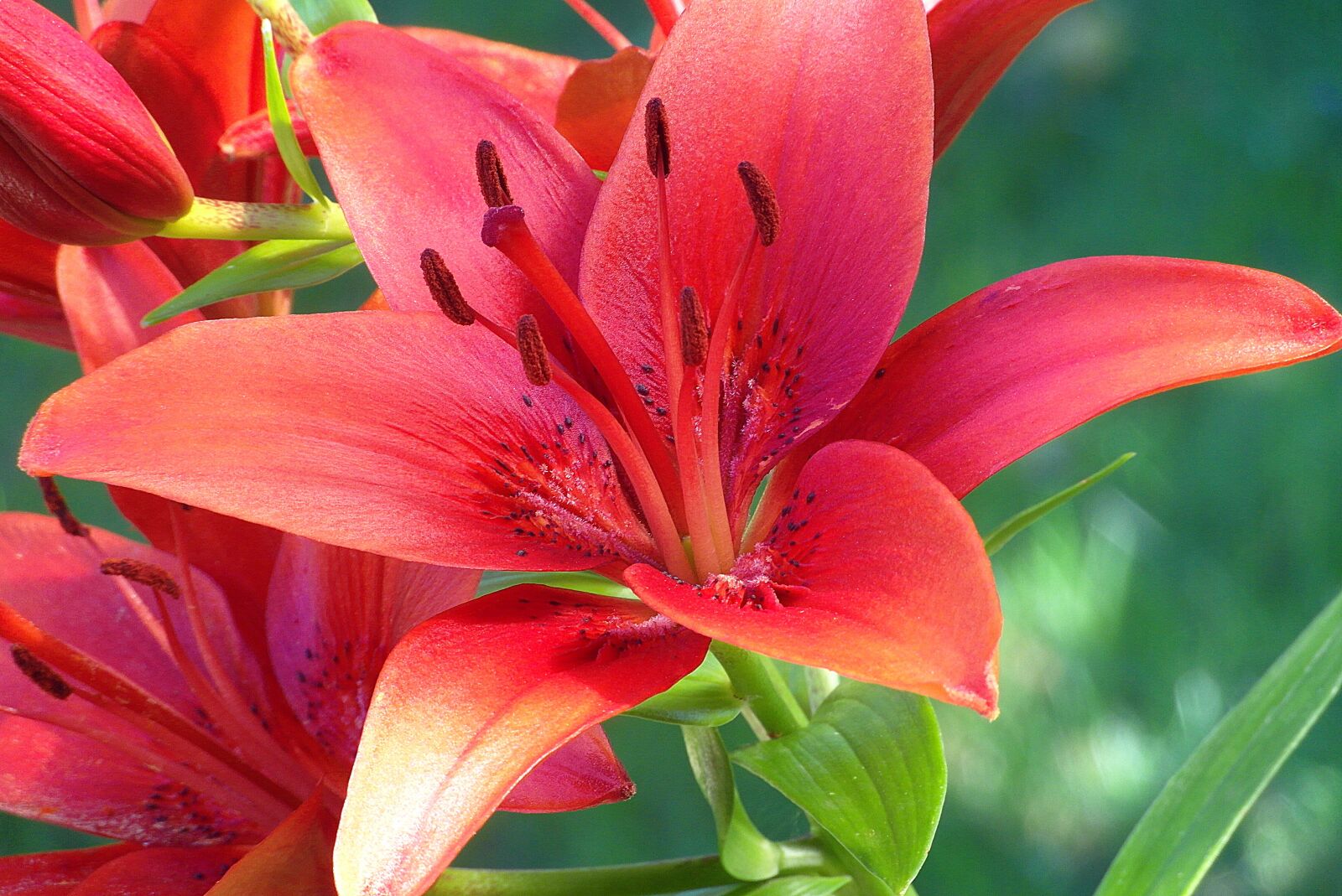 Samsung WB750 sample photo. Lily, flower, smolinosy photography