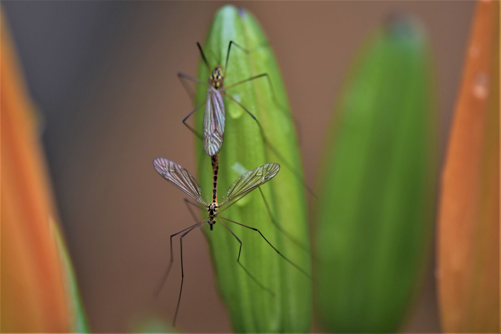 Nikon D7200 sample photo. Macro, flying insect, mouchette photography