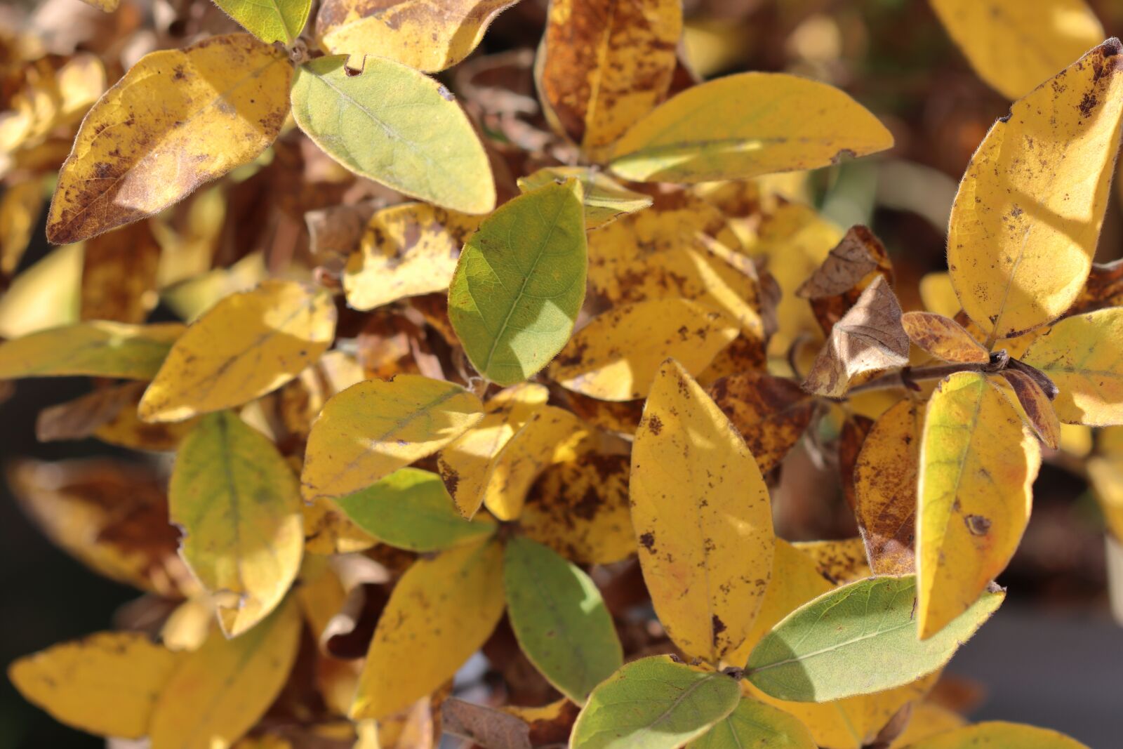 Canon EF 100mm F2.8 Macro USM sample photo. Autumn, leaves, golden autumn photography