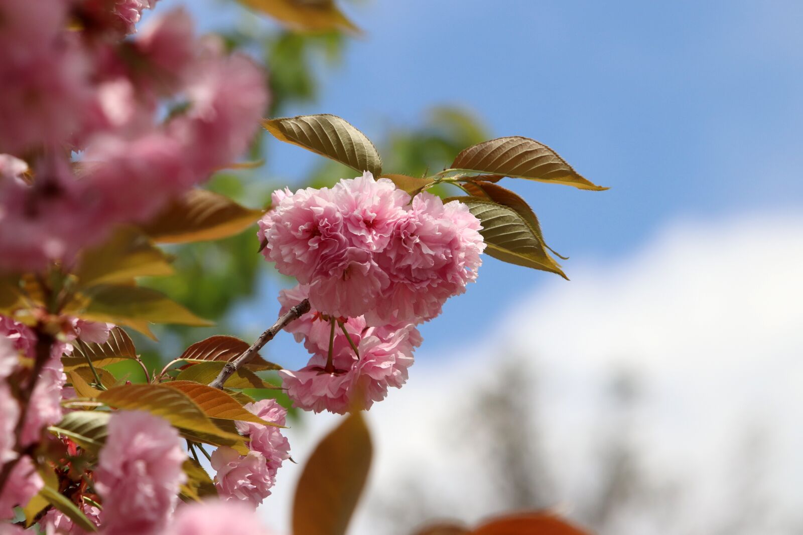 Canon EF 70-200mm F2.8L USM sample photo. Spring, spring flowers, nature photography