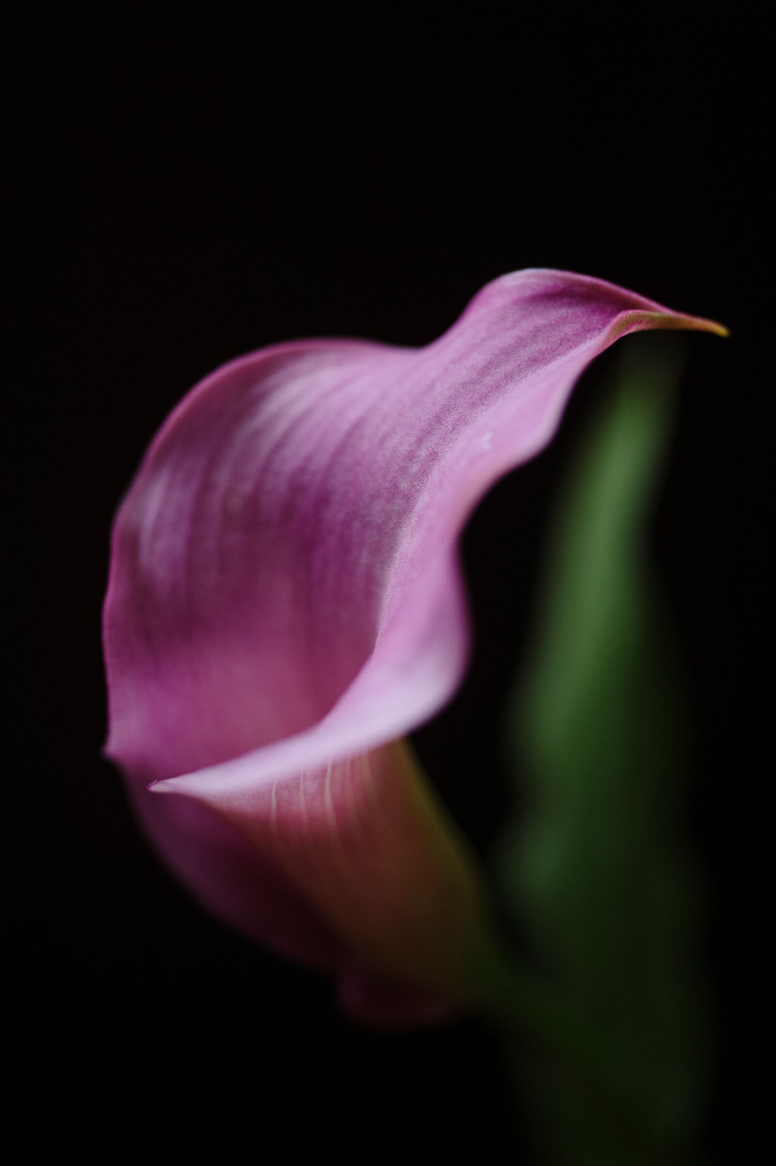Nikon D700 sample photo. Calla, lilly, calla-lilly photography