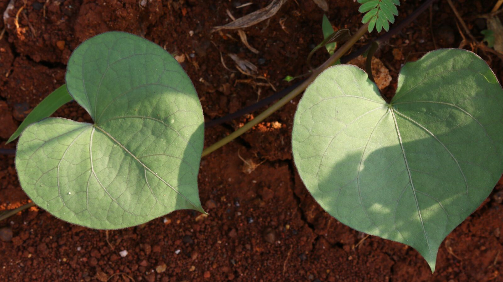 Canon EOS 70D sample photo. Leaves, love, nature photography