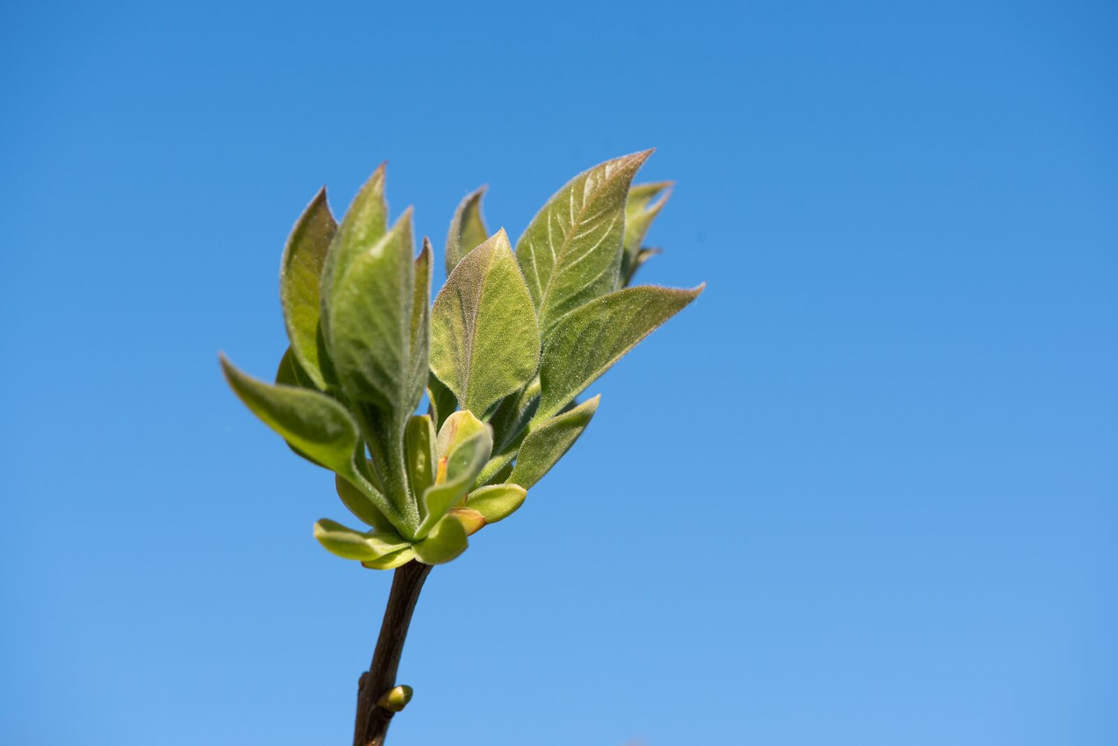 Nikon D750 sample photo. Branch, green, lilac photography
