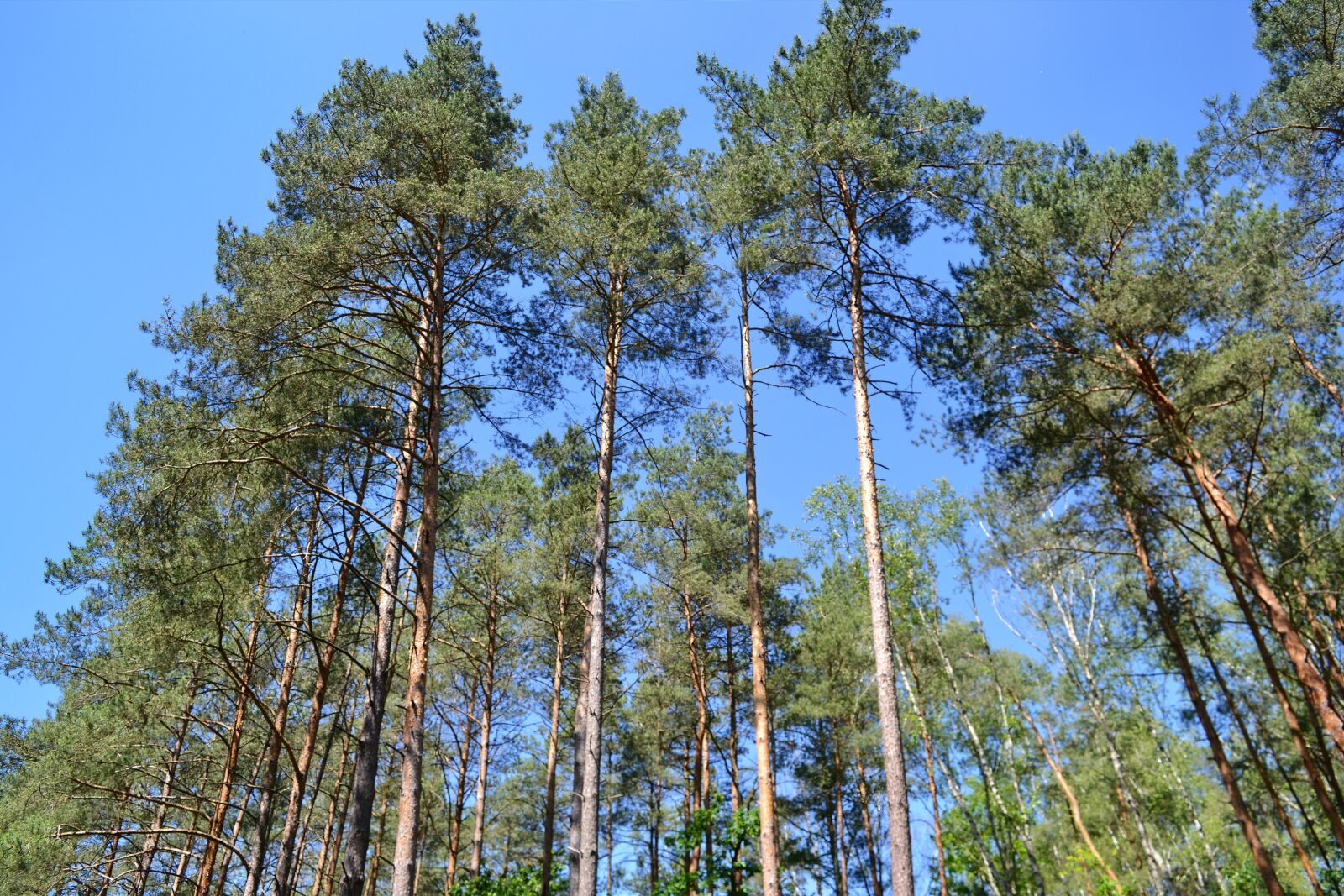 Nikon D3100 sample photo. Landscape, nature, forest photography