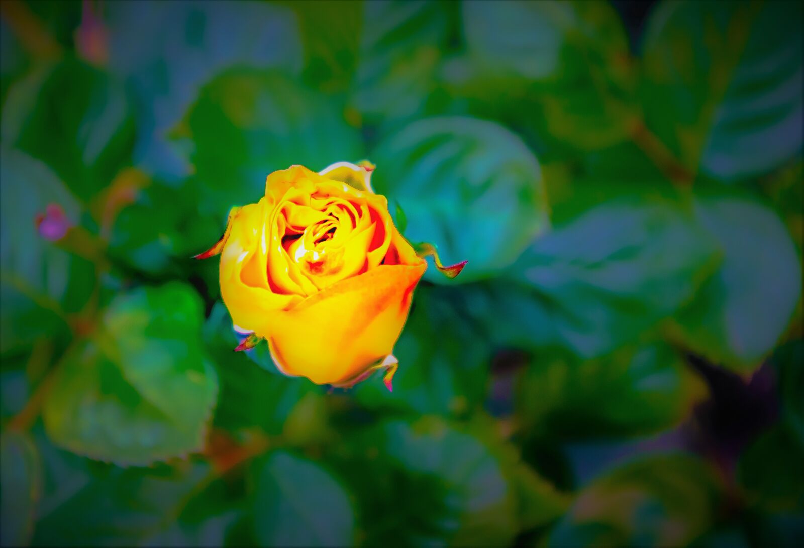 Nikon D5600 sample photo. Roses, flowers, romantic photography