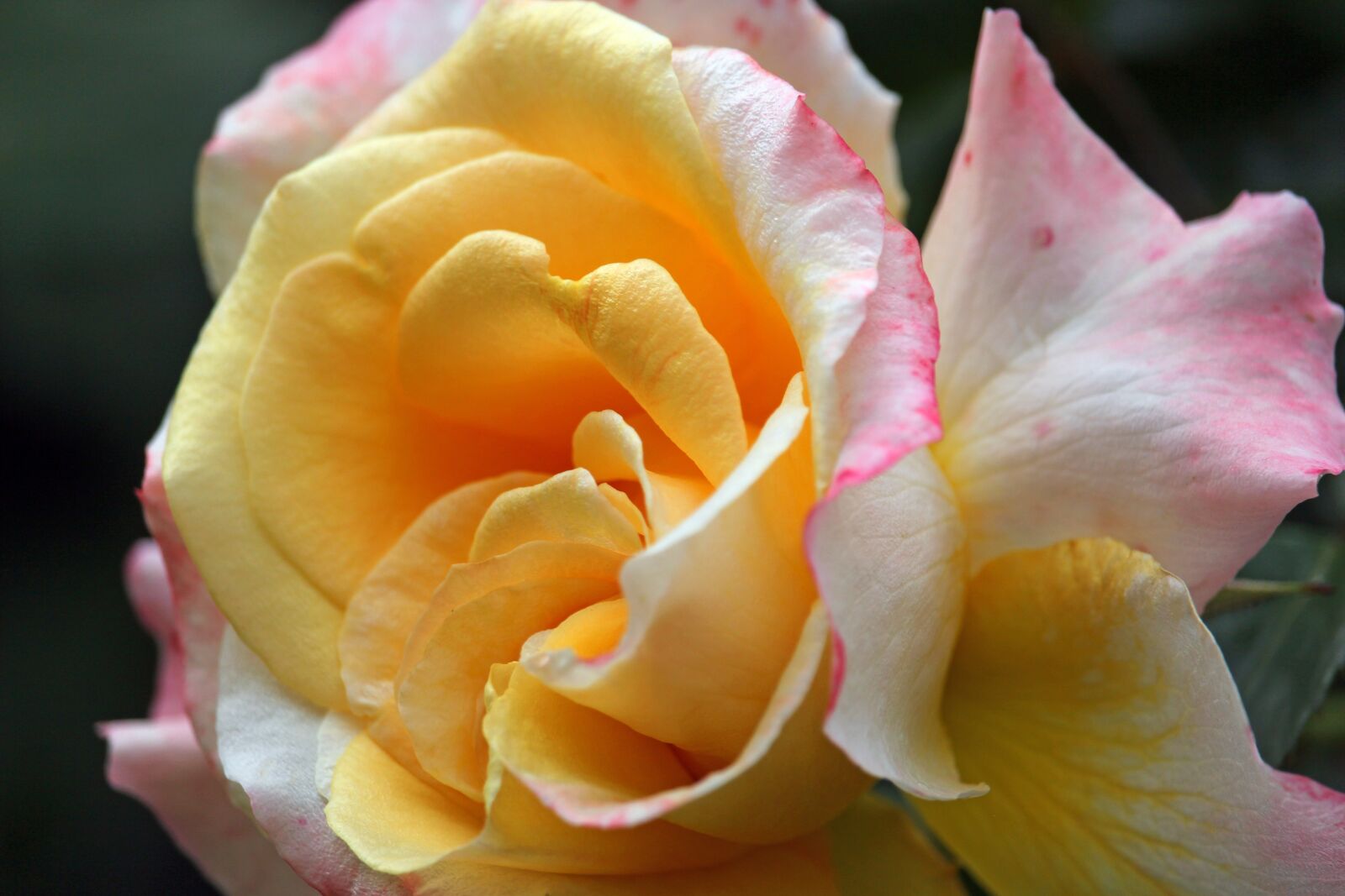 Canon EF-S 55-250mm F4-5.6 IS STM sample photo. Bush rose, thorns, flowers photography