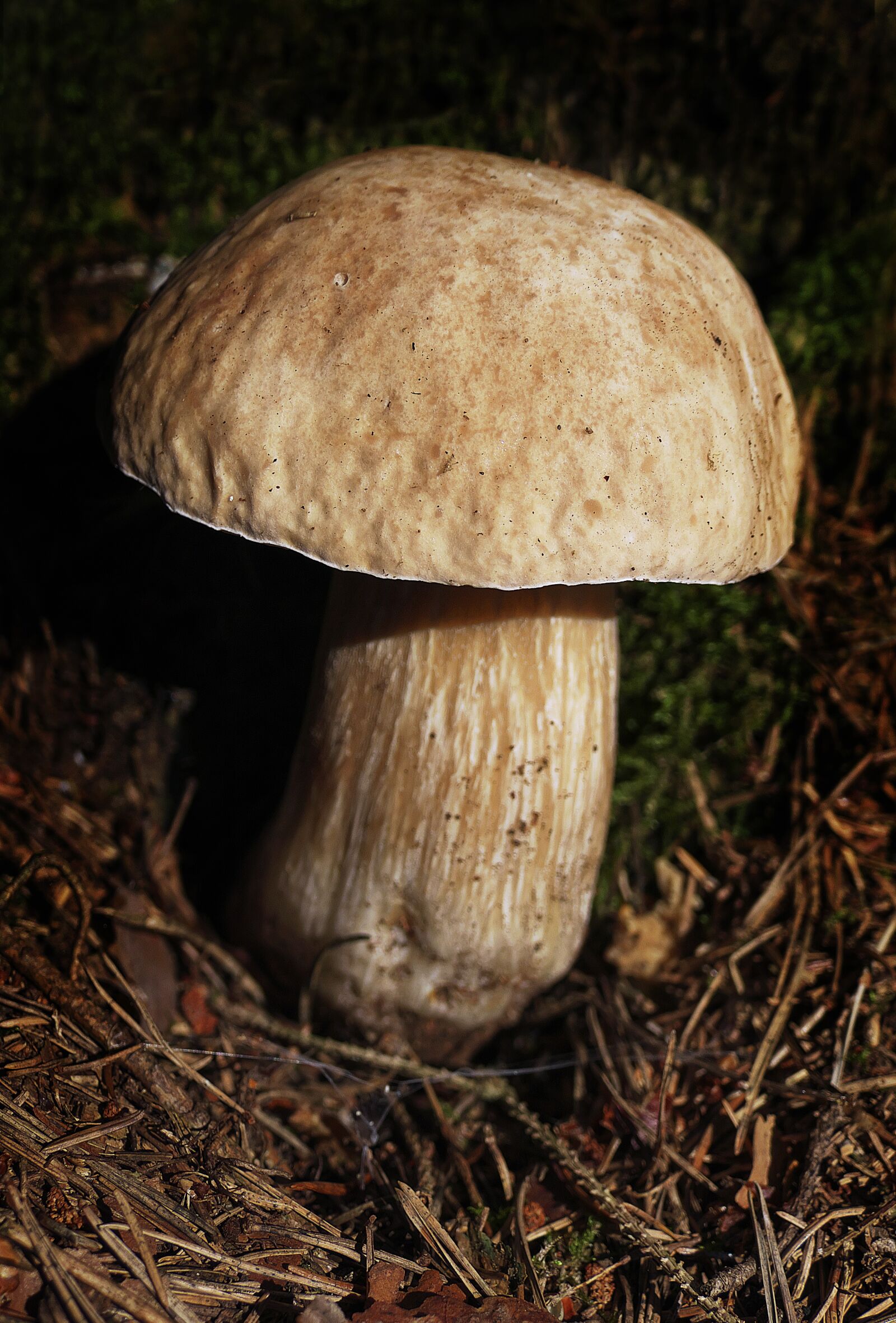 Panasonic Lumix DMC-FZ1000 sample photo. Mushroom, forest, moss photography