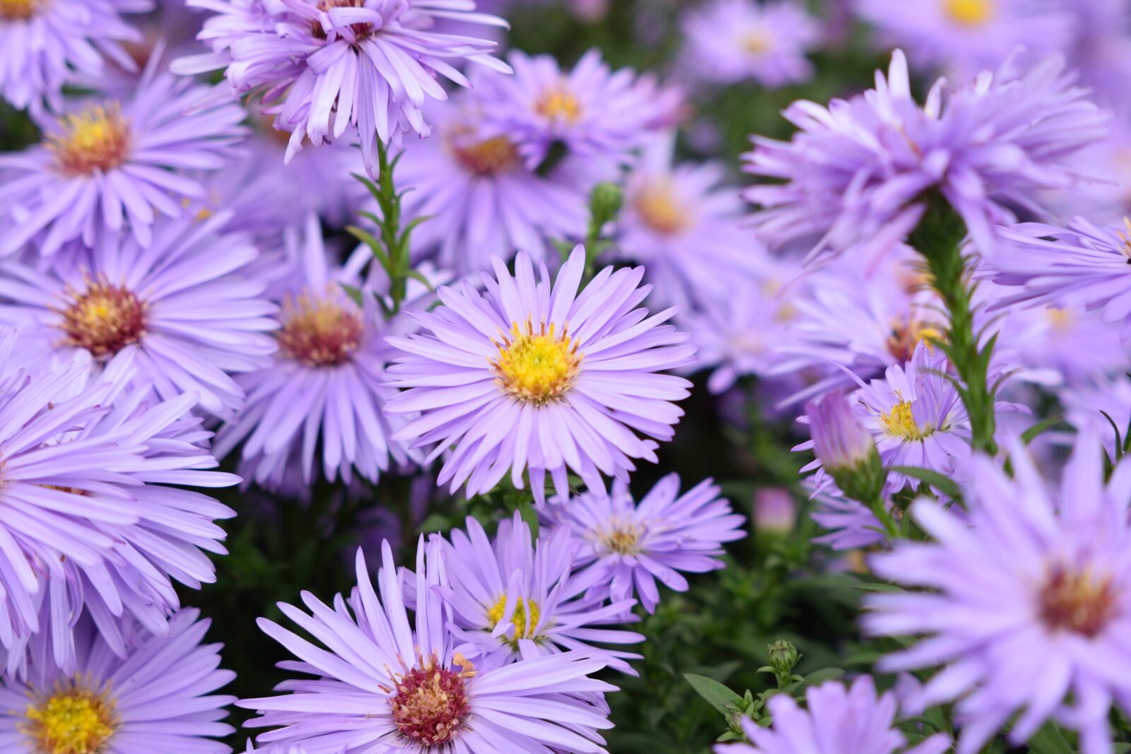 Nikon D3300 sample photo. Flower, plant, nature photography