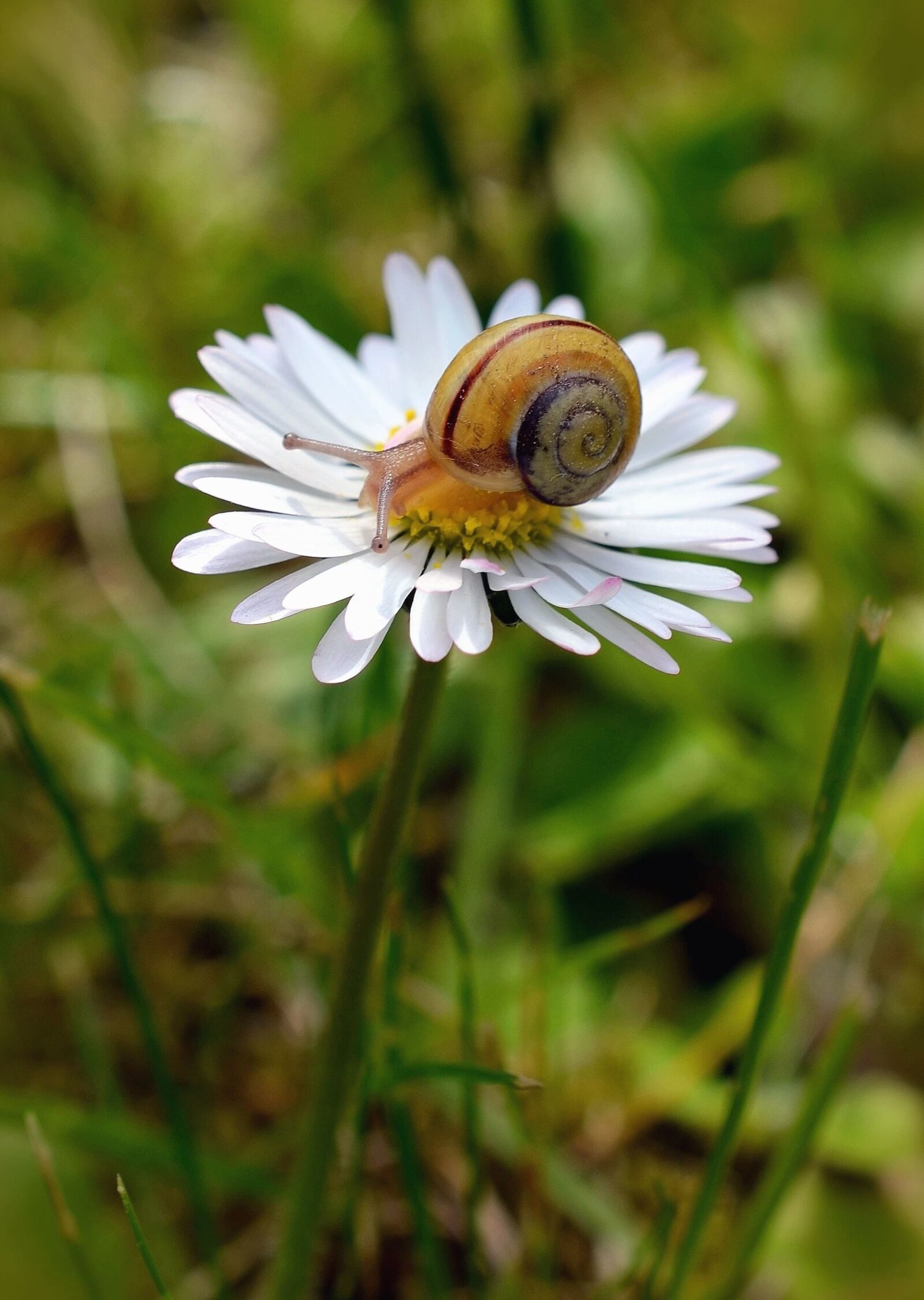 Nikon D5100 sample photo. Daisy, snail, flower, petal photography