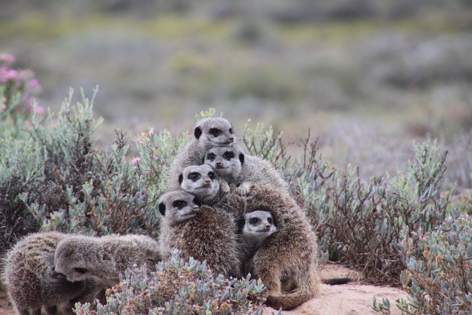 Canon EOS 500D (EOS Rebel T1i / EOS Kiss X3) sample photo. Nature, meerkat, south africa photography