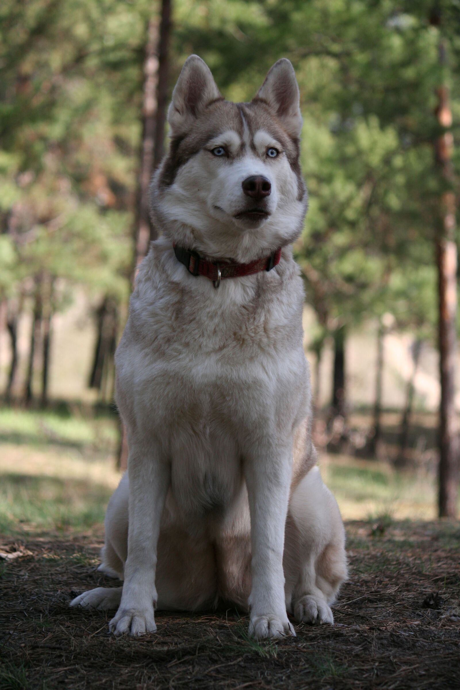 Canon EOS 350D (EOS Digital Rebel XT / EOS Kiss Digital N) sample photo. Siberian husky, forest, the photography
