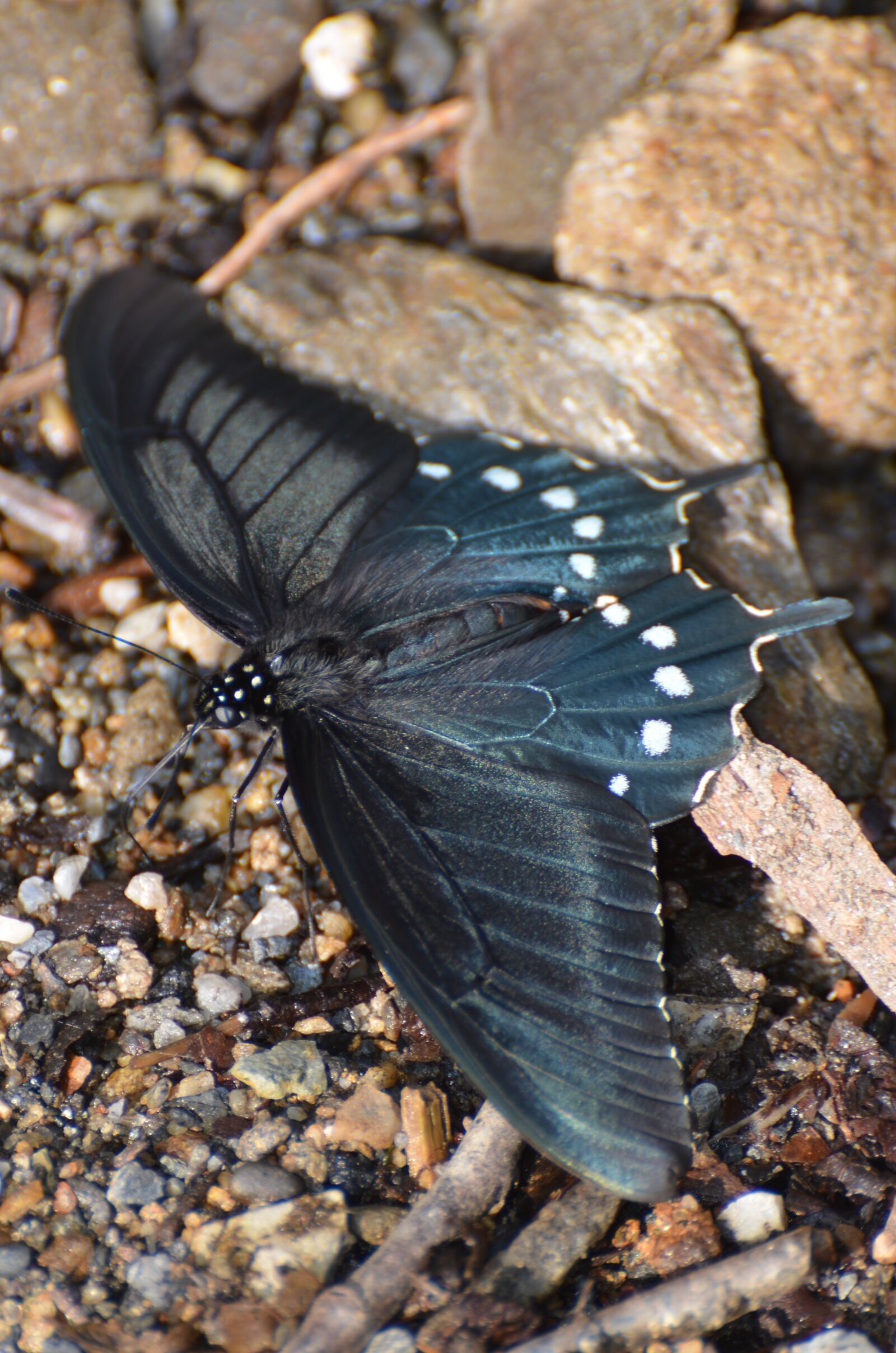 Nikon D5100 sample photo. Butterfly, pipevine swallowtail butterfly photography