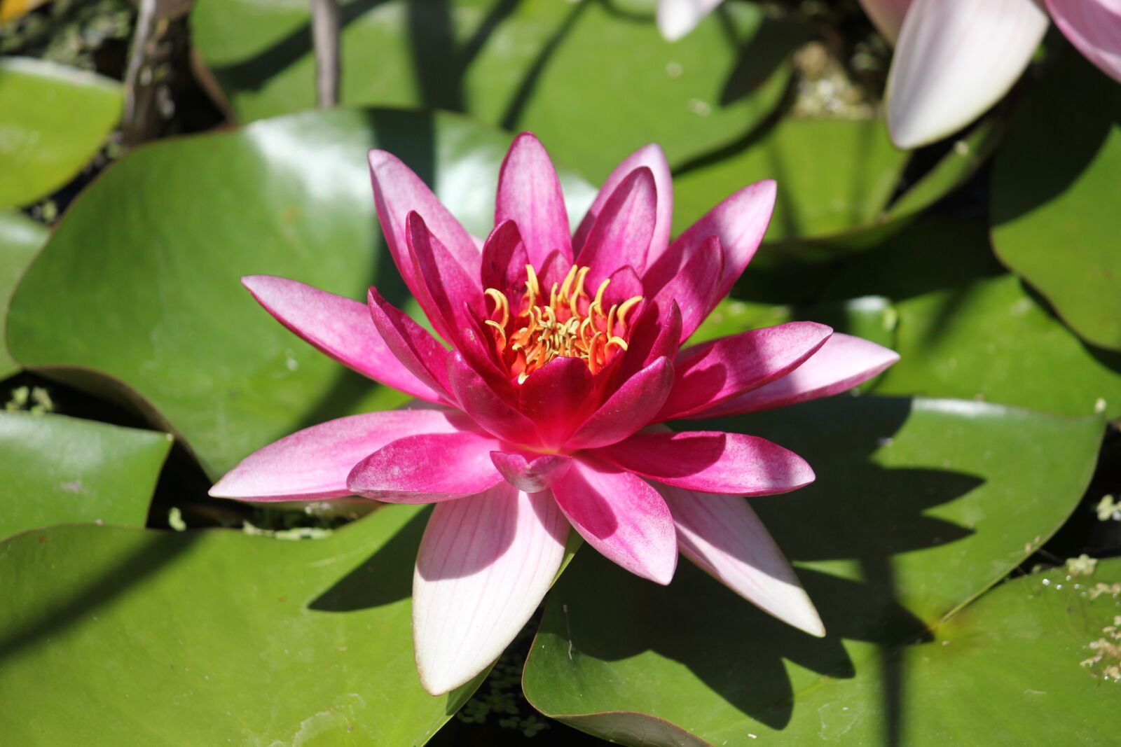 Canon EOS 550D (EOS Rebel T2i / EOS Kiss X4) sample photo. Water lily, pink, blossom photography