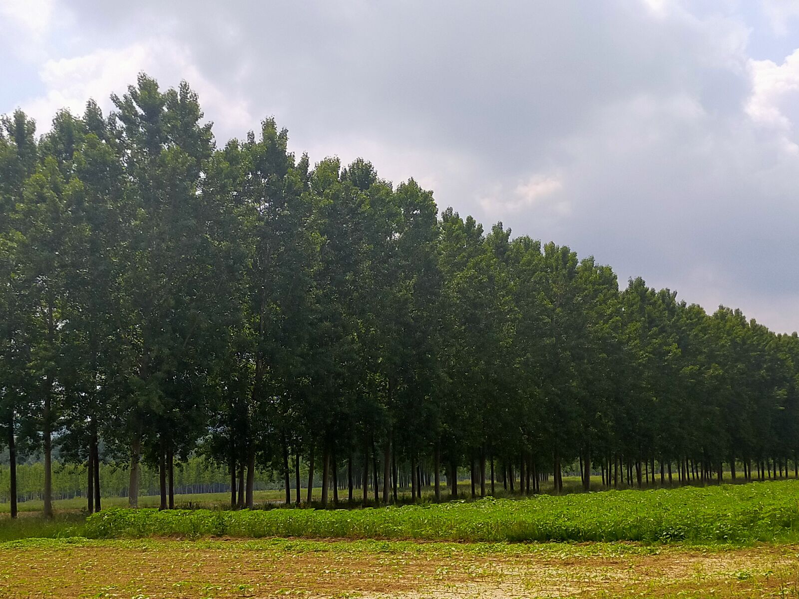 OPPO A9 2020 sample photo. Poplars, landscape, green photography