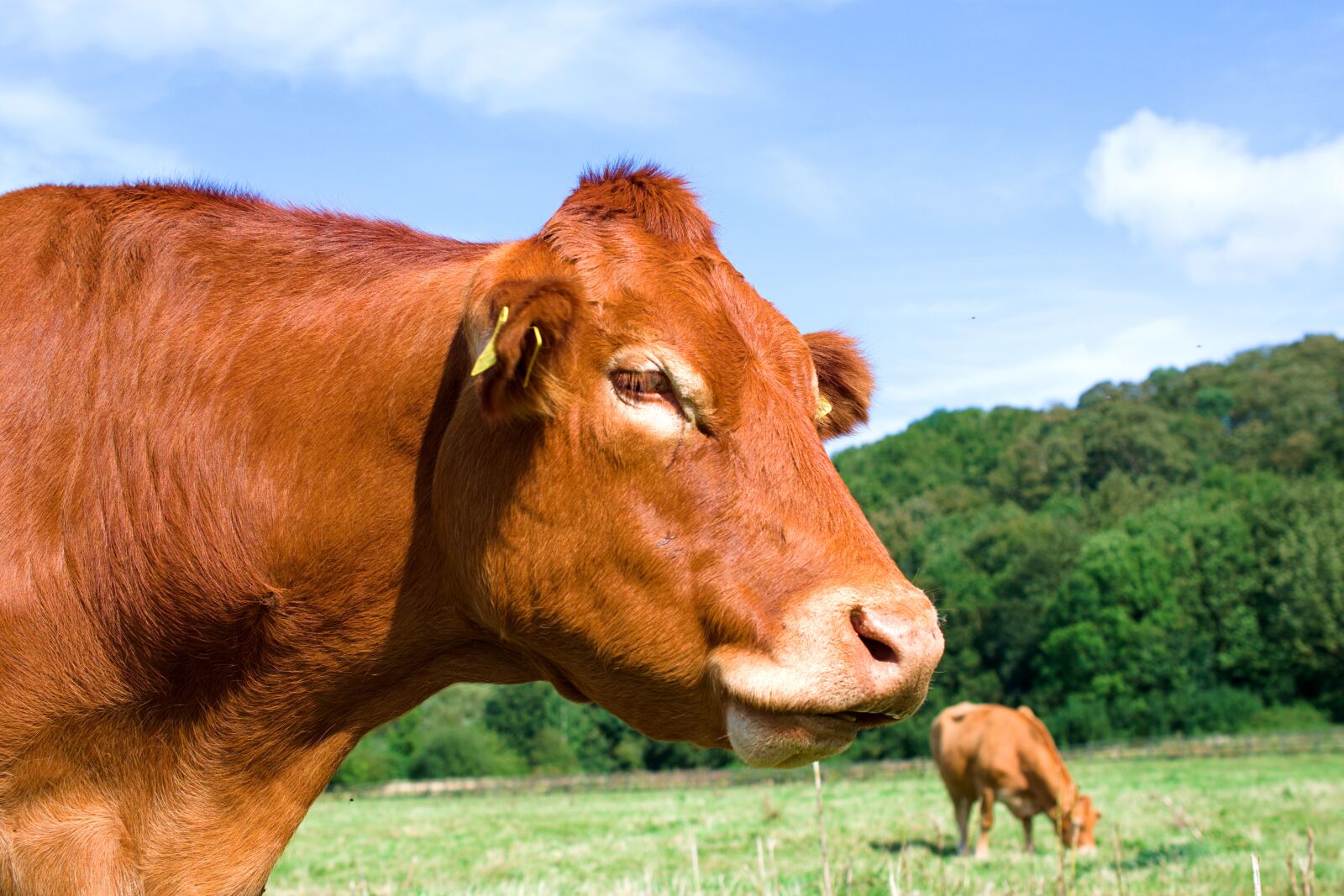 Nikon D3400 sample photo. Cow, brown, landscape photography