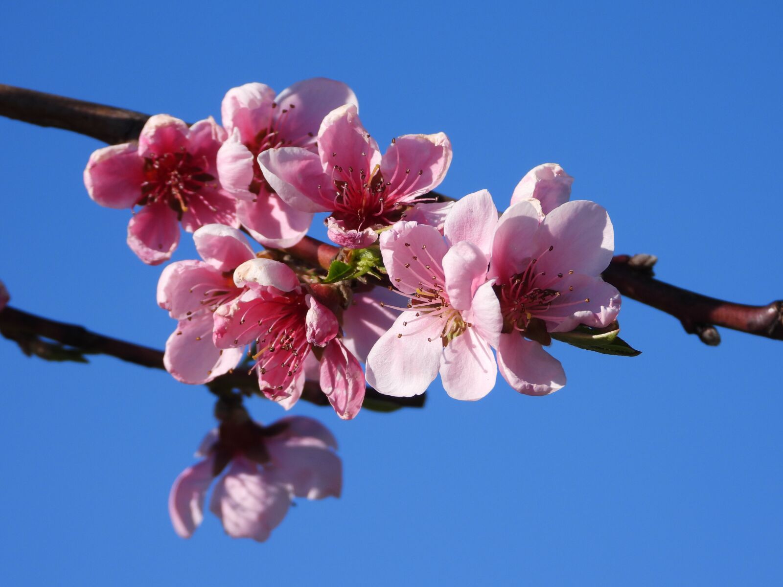 Nikon Coolpix P1000 sample photo. Peach, the peach tree photography