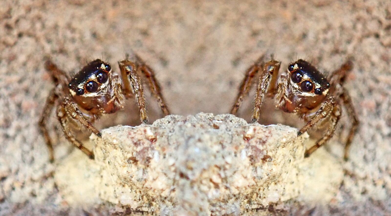Olympus TG-5 sample photo. Spider, tiny, jumping spider photography