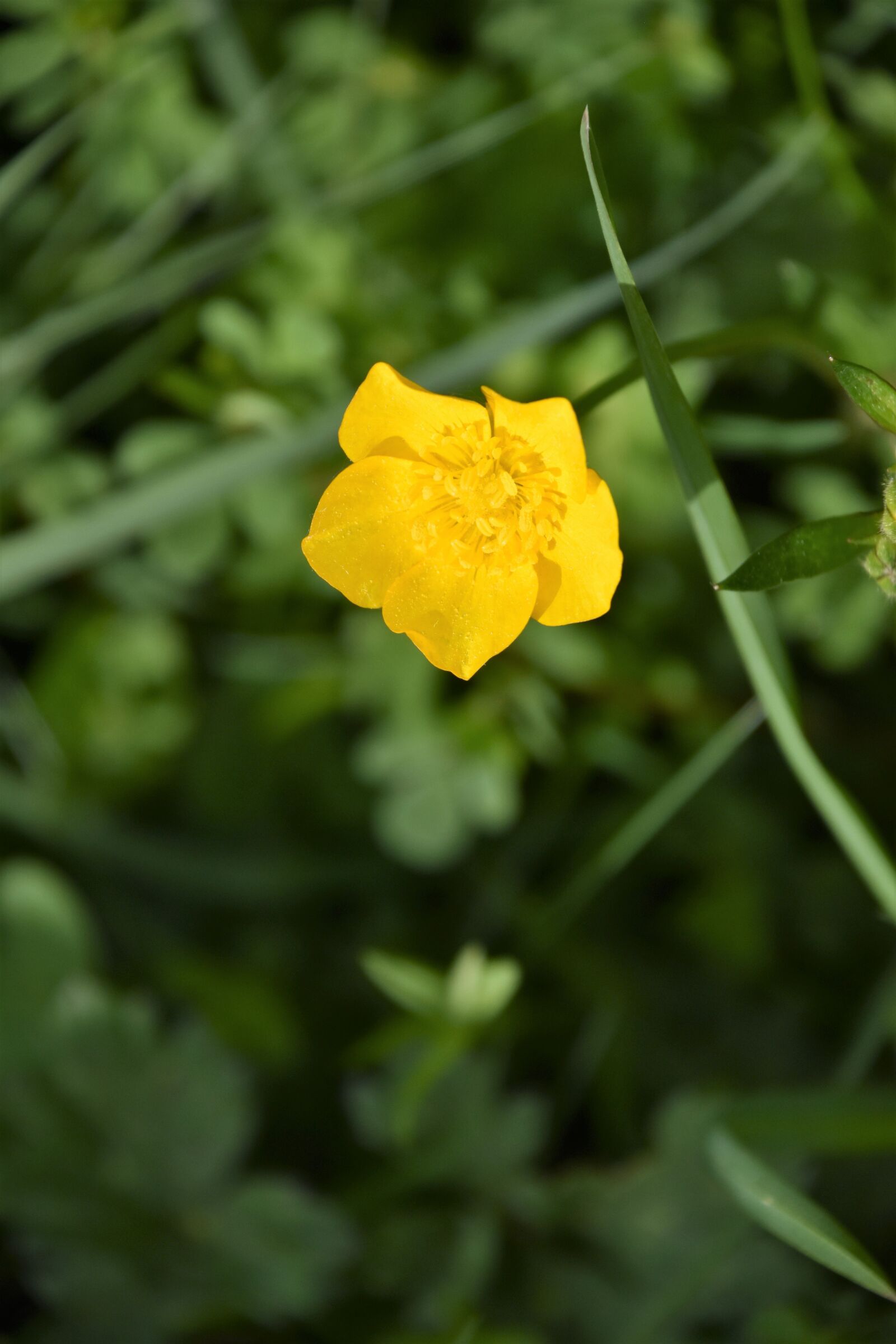 Nikon D5600 sample photo. Nature, plant, garden photography