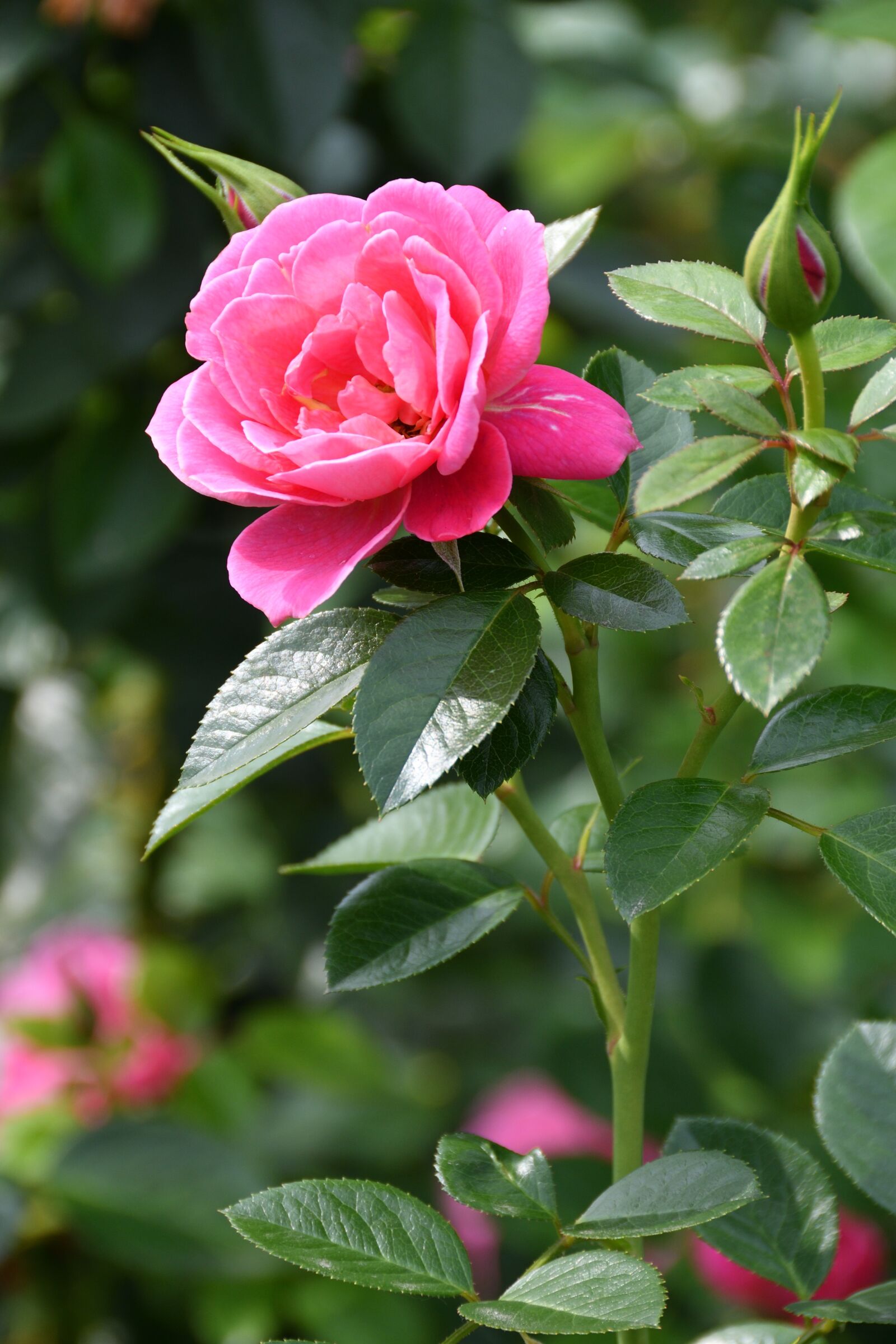 Nikon D500 sample photo. Rose, roses, pink photography