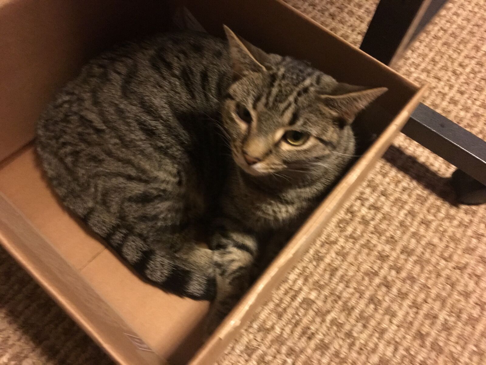 Apple iPhone 6s sample photo. Cats, home office supplies photography