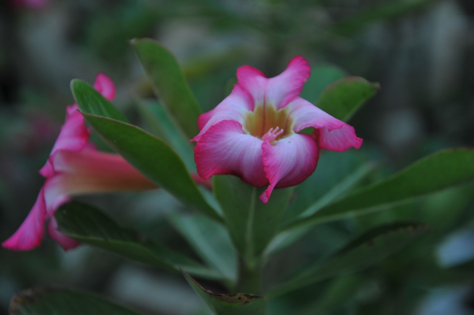 Nikon D300S sample photo. Nature, flower, green photography