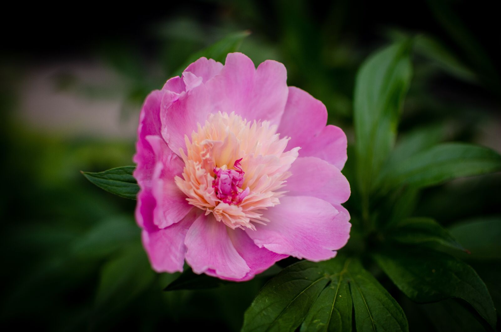 Nikon D5100 sample photo. Macro, photo, flowers photography