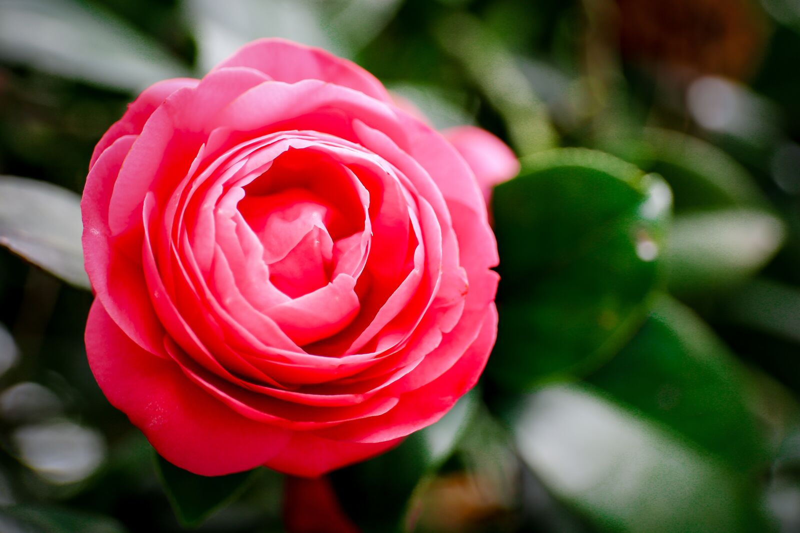 Canon EF 24-70mm F4L IS USM sample photo. Flower, rose, plant photography