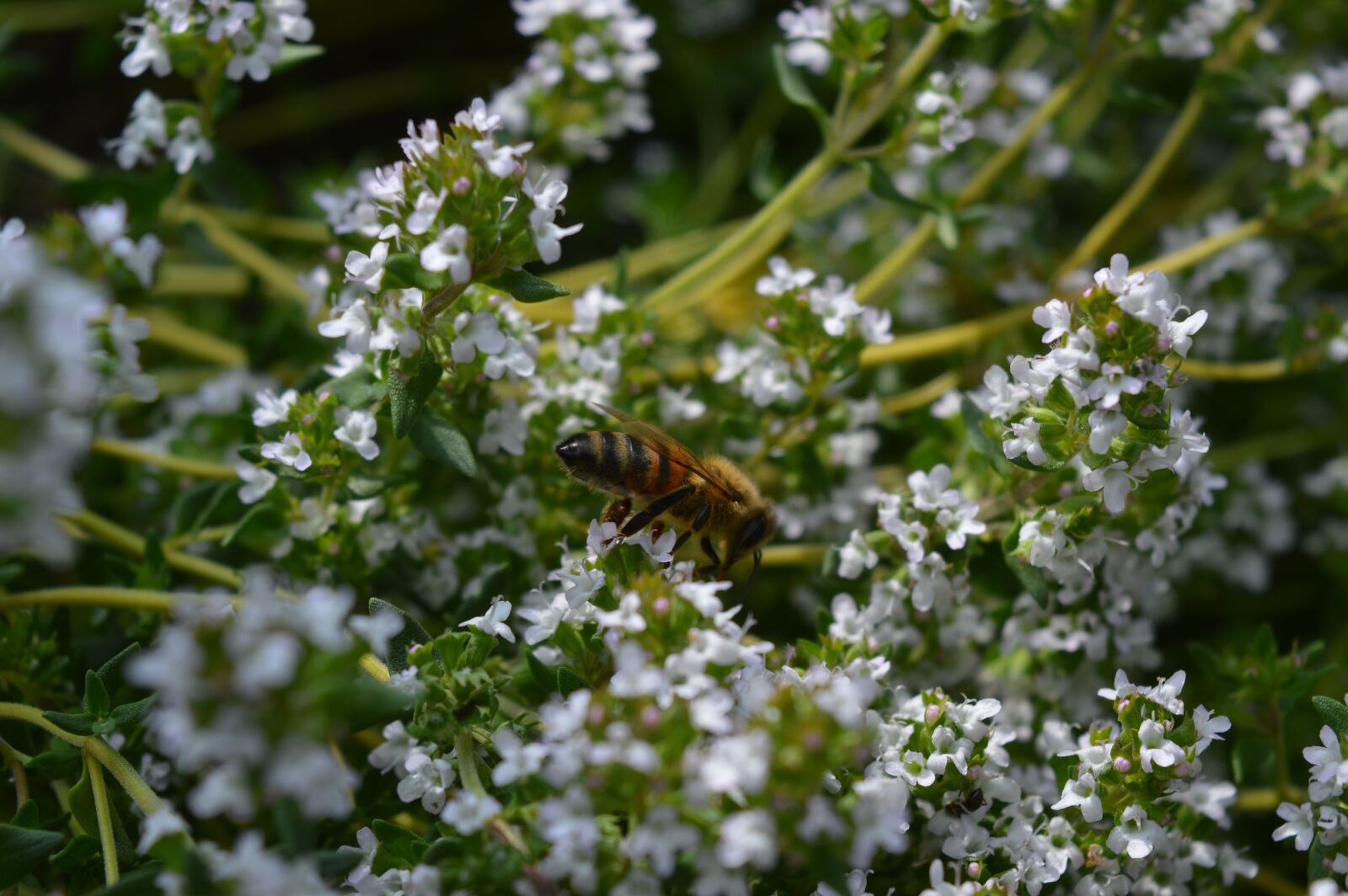 Nikon D3200 sample photo. Thyme, herbs, spices photography