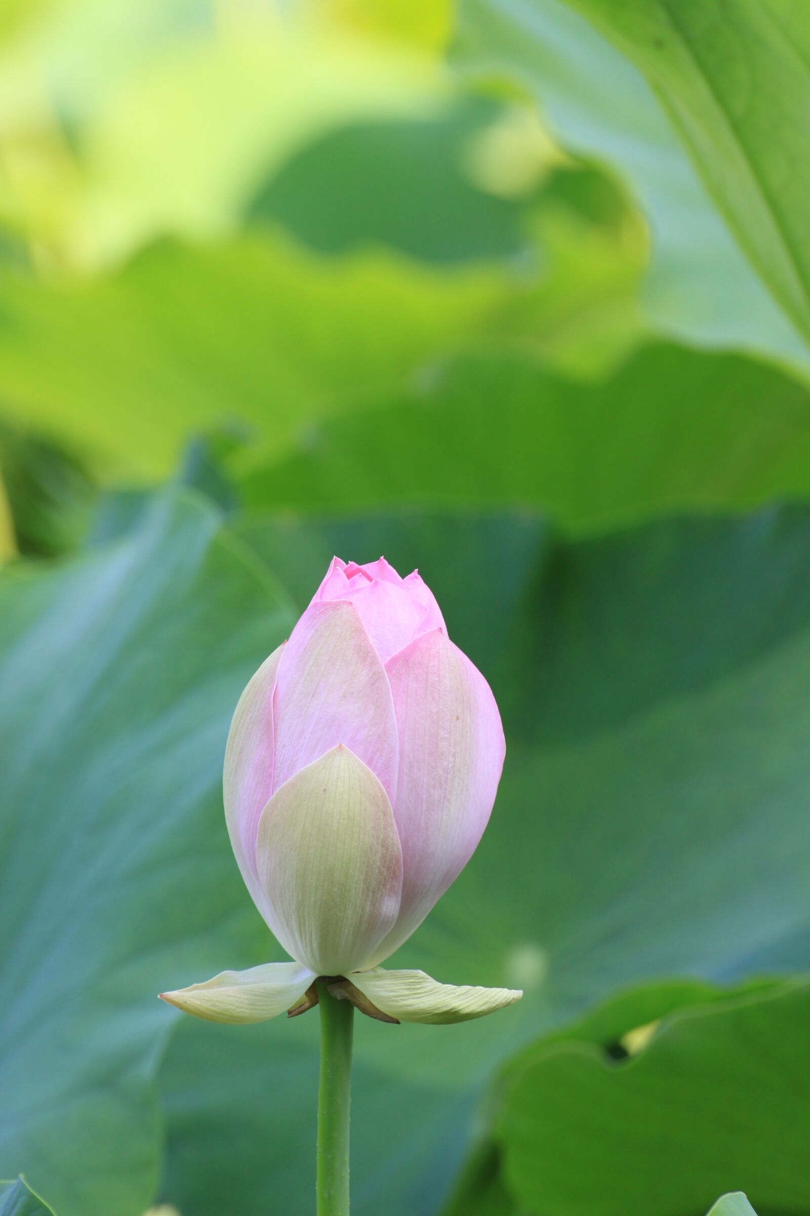 Canon EOS 50D sample photo. Lotus, bud, flowers photography