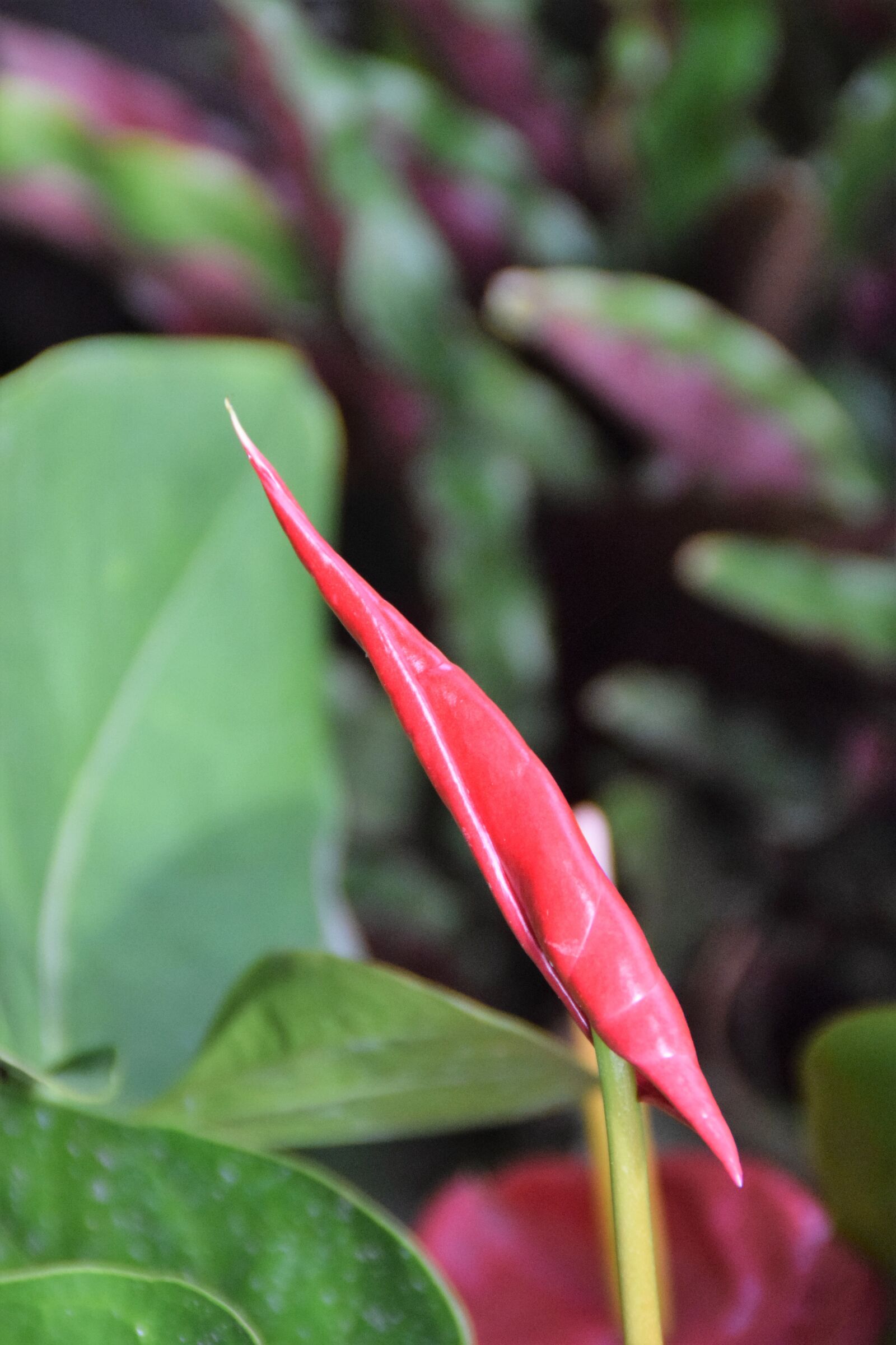 Nikon D5300 sample photo. Blossom, bloom, young photography