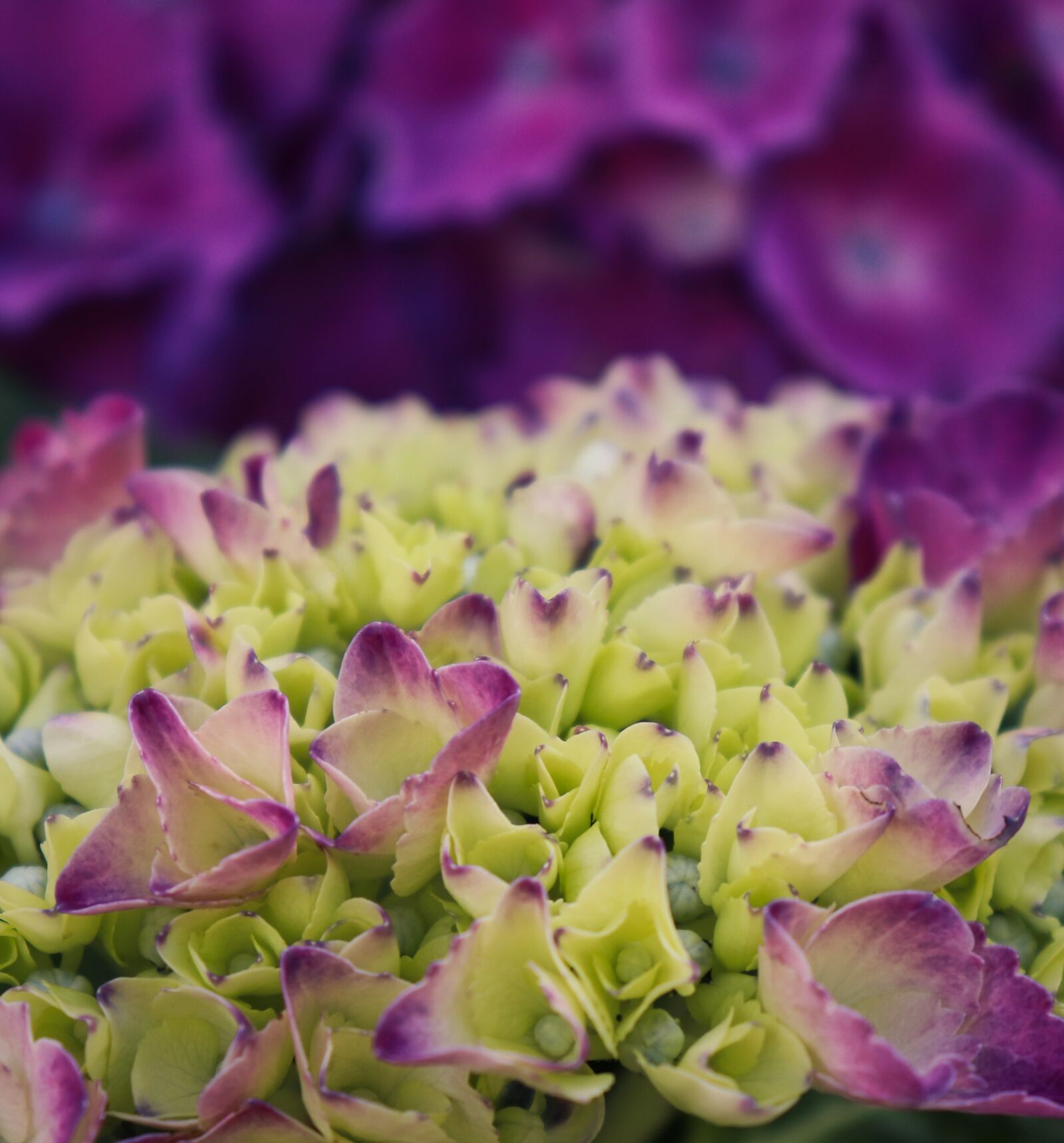 Canon EOS 200D (EOS Rebel SL2 / EOS Kiss X9) sample photo. Hydrangea, blossom, bloom photography