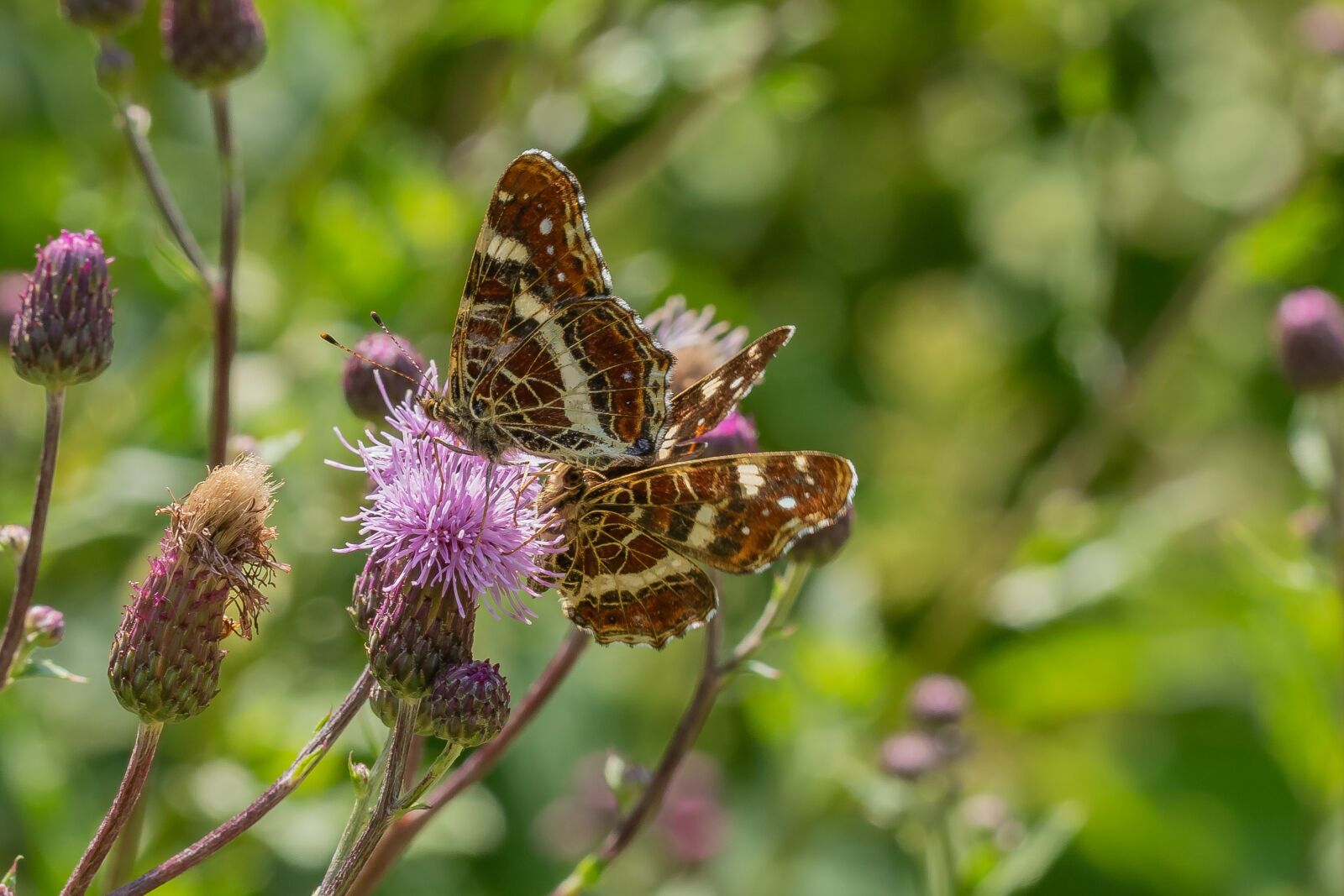 Canon EOS 7D Mark II sample photo. Butterfly, blossom, bloom photography