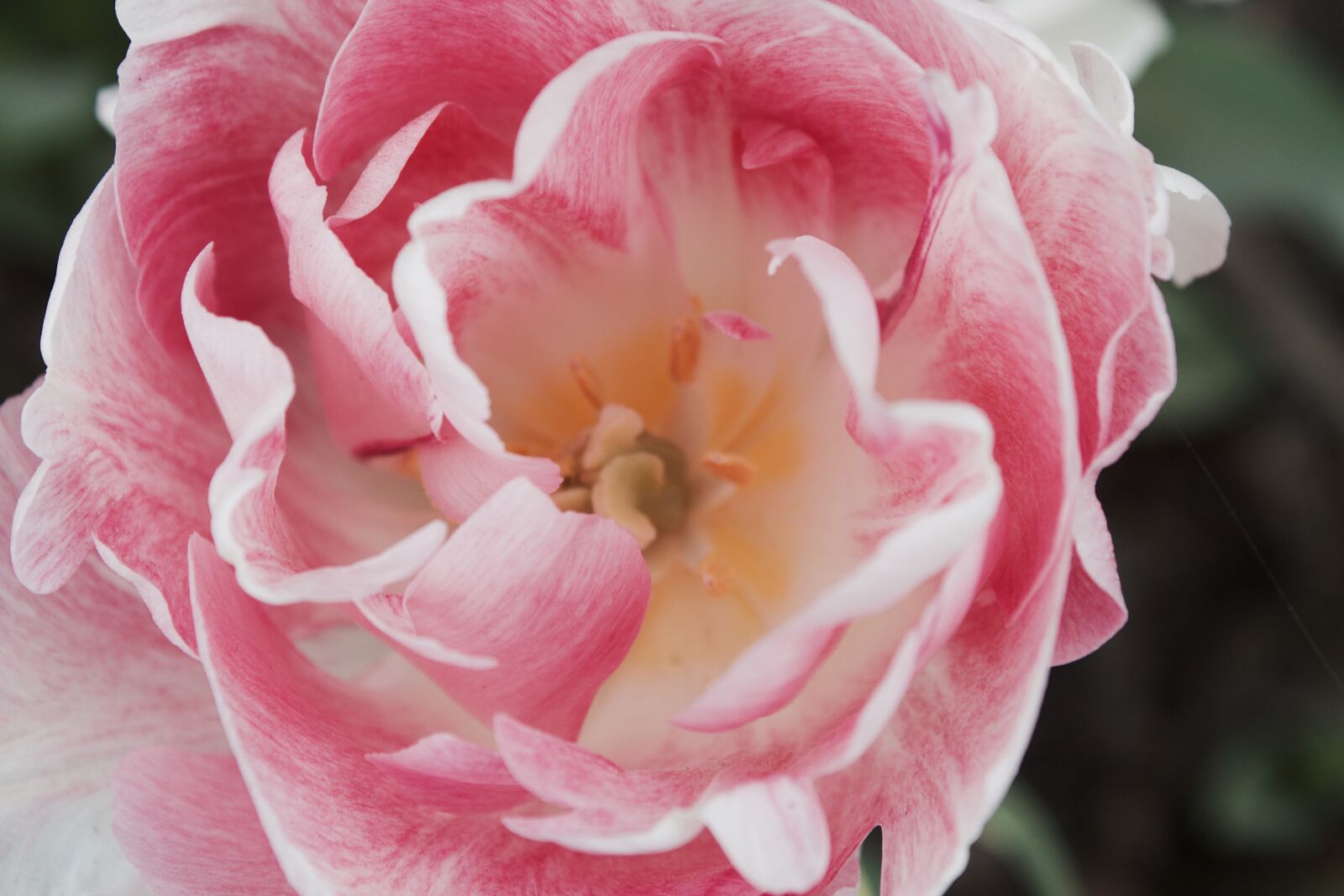 Canon EOS 600D (Rebel EOS T3i / EOS Kiss X5) sample photo. Tulip, heaven photography