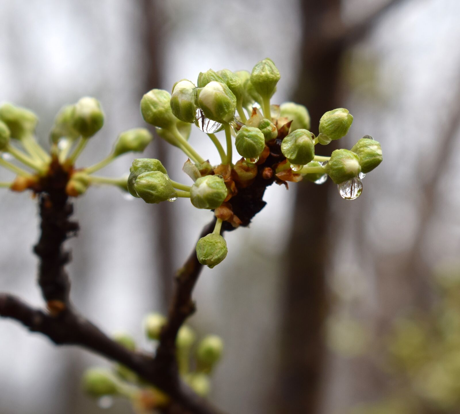 Nikon D3300 sample photo. Rain-wet cherry blossom buds photography