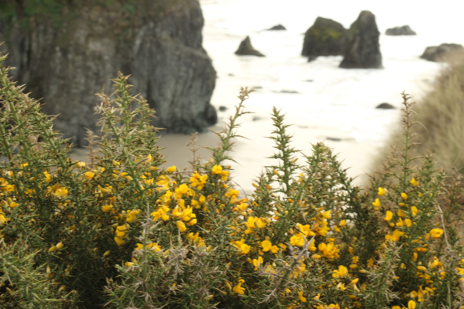 Canon EOS 1200D (EOS Rebel T5 / EOS Kiss X70 / EOS Hi) sample photo. Cliff, coast, coastline, wildflower photography
