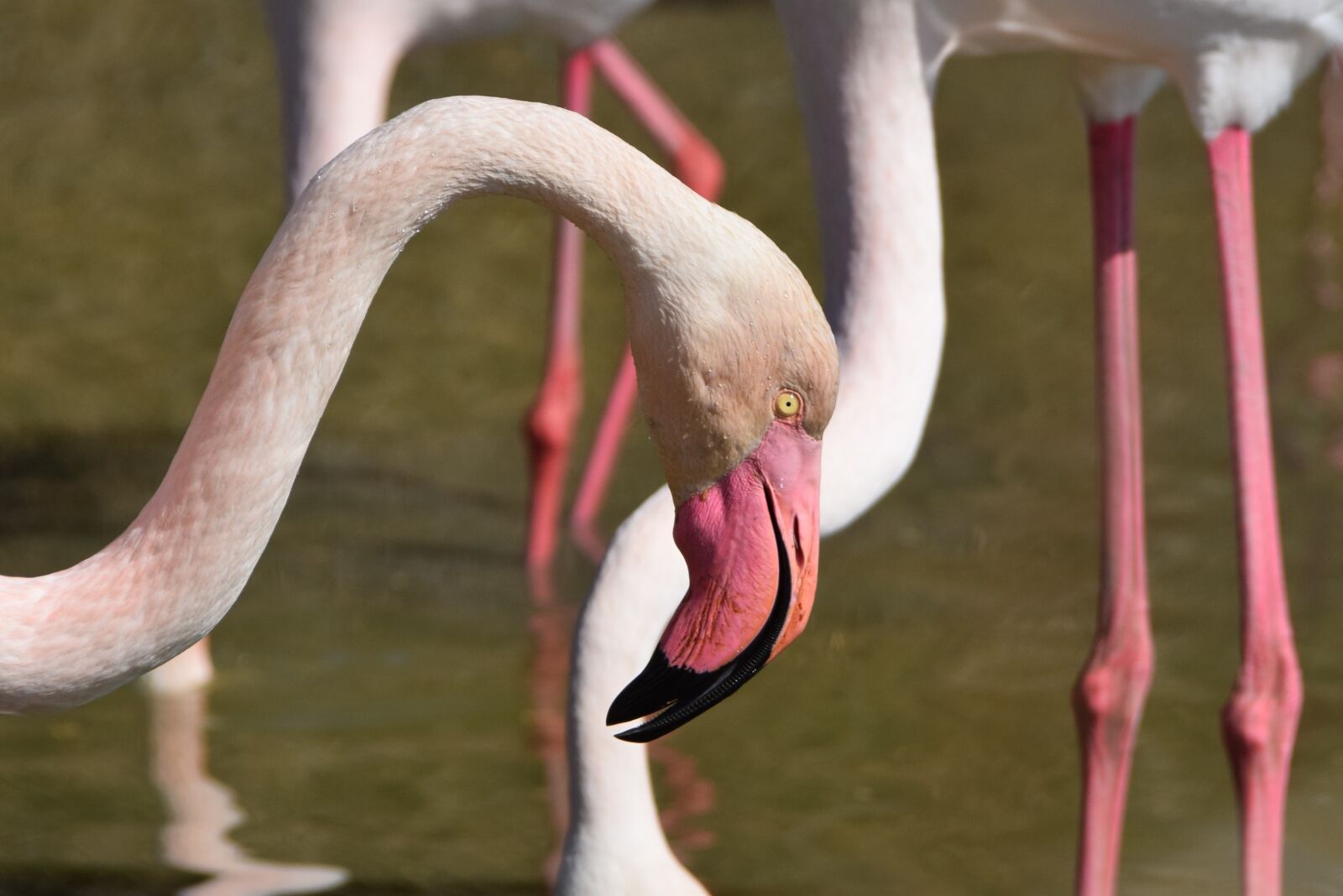 Nikon D5300 sample photo. Flamingos, pink, bird photography