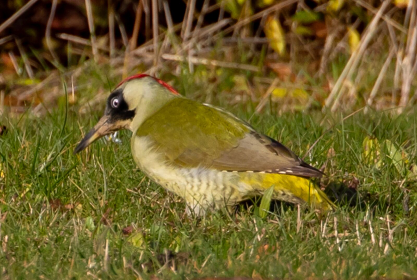 Canon EOS 7D Mark II sample photo. Green woodpecker, green, woodpecker photography