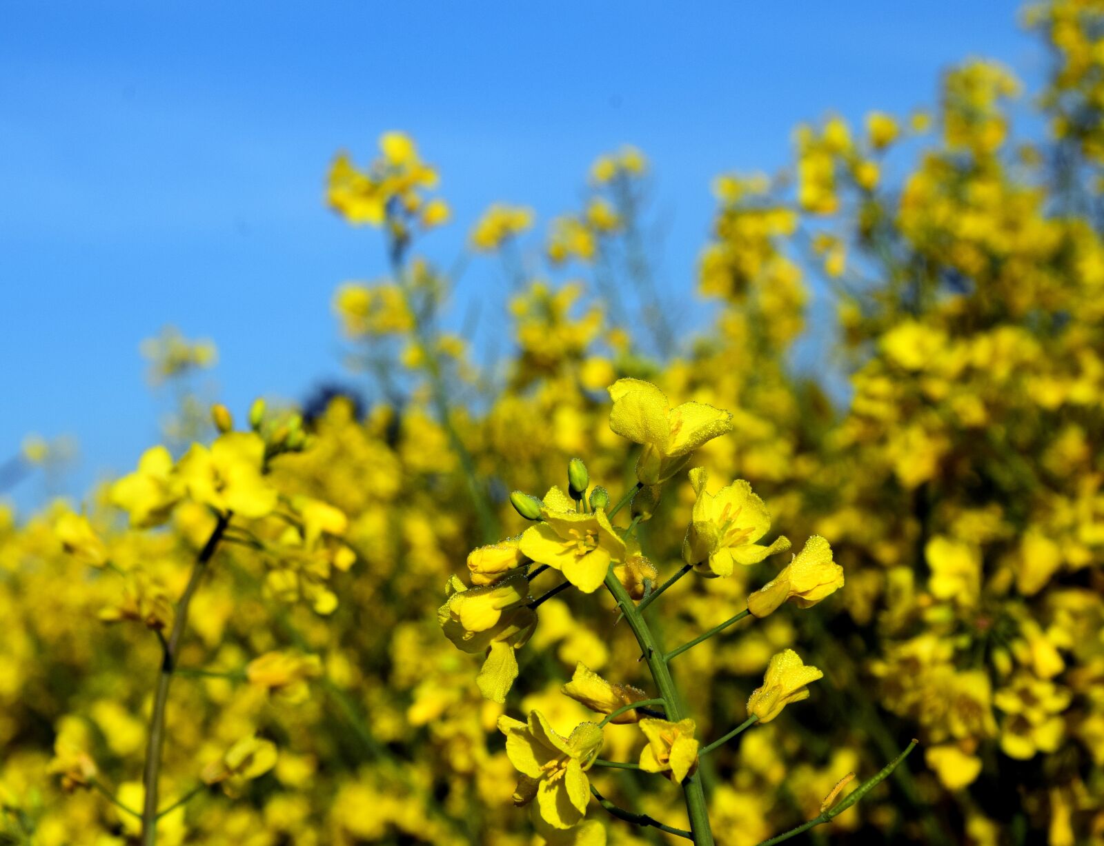 Nikon D3300 sample photo. Oilseed rape, blossom, bloom photography