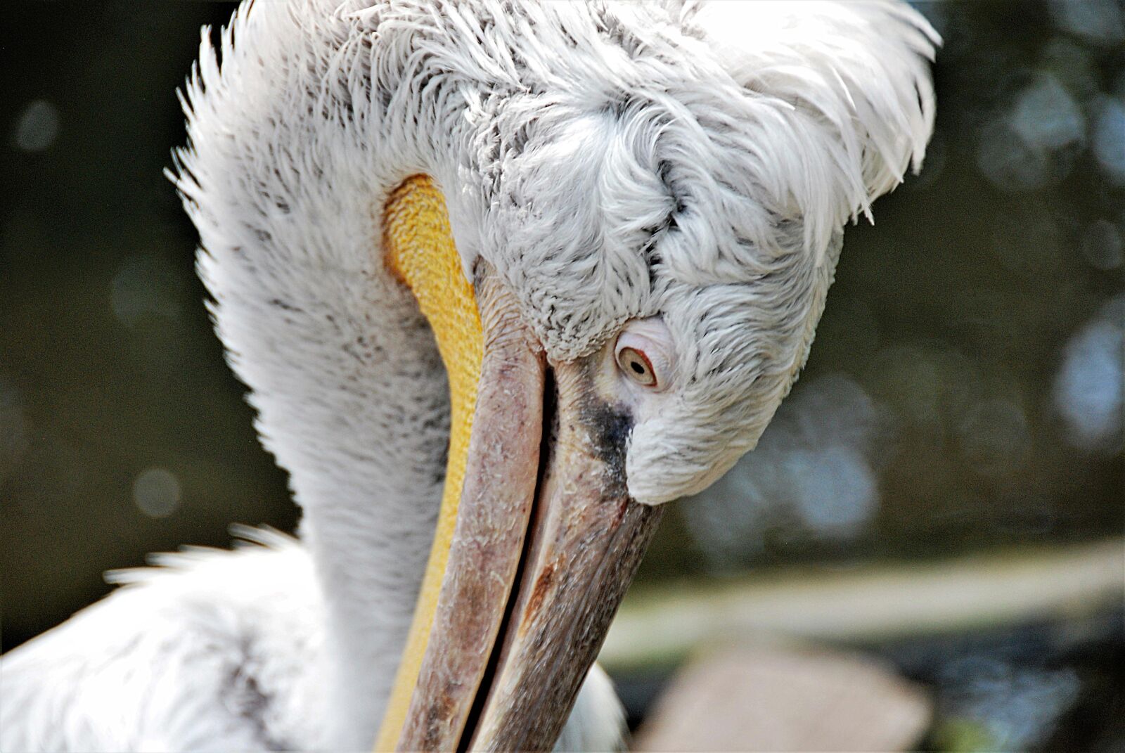 Nikon D80 sample photo. Pelikan, close up, feather photography