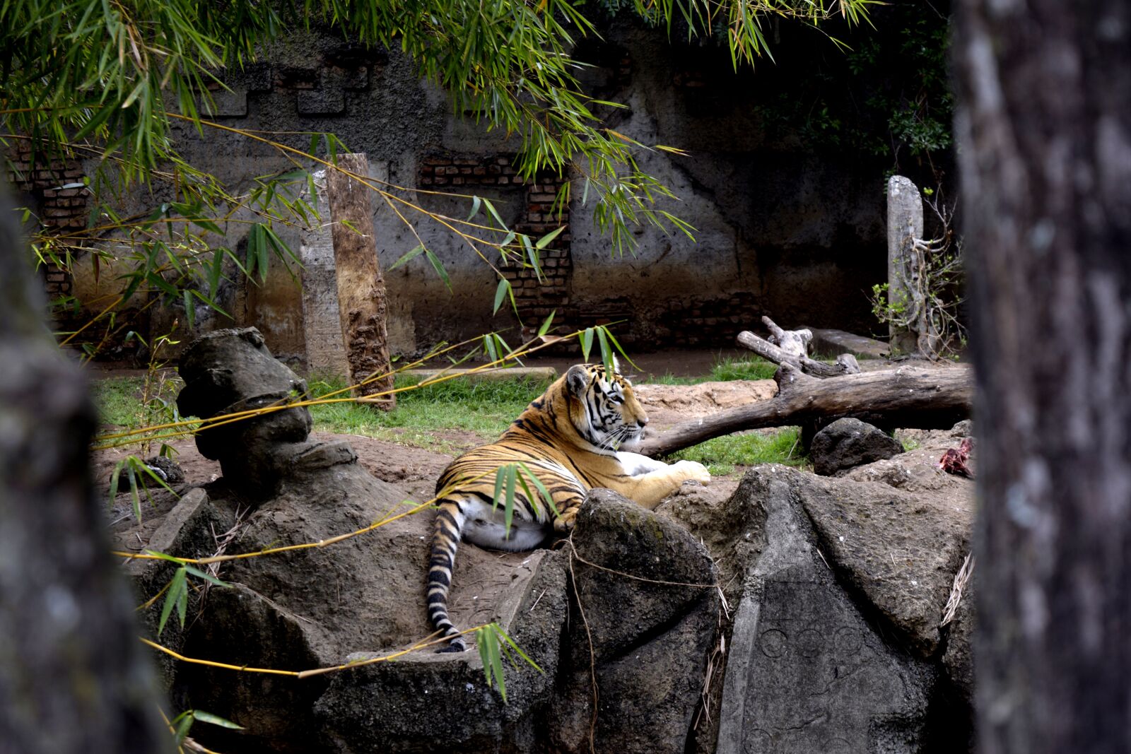 Nikon D3300 sample photo. Tiger, wild, feline photography